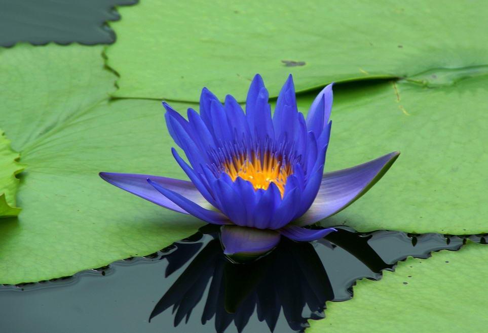 White lotus flowers beautiful image