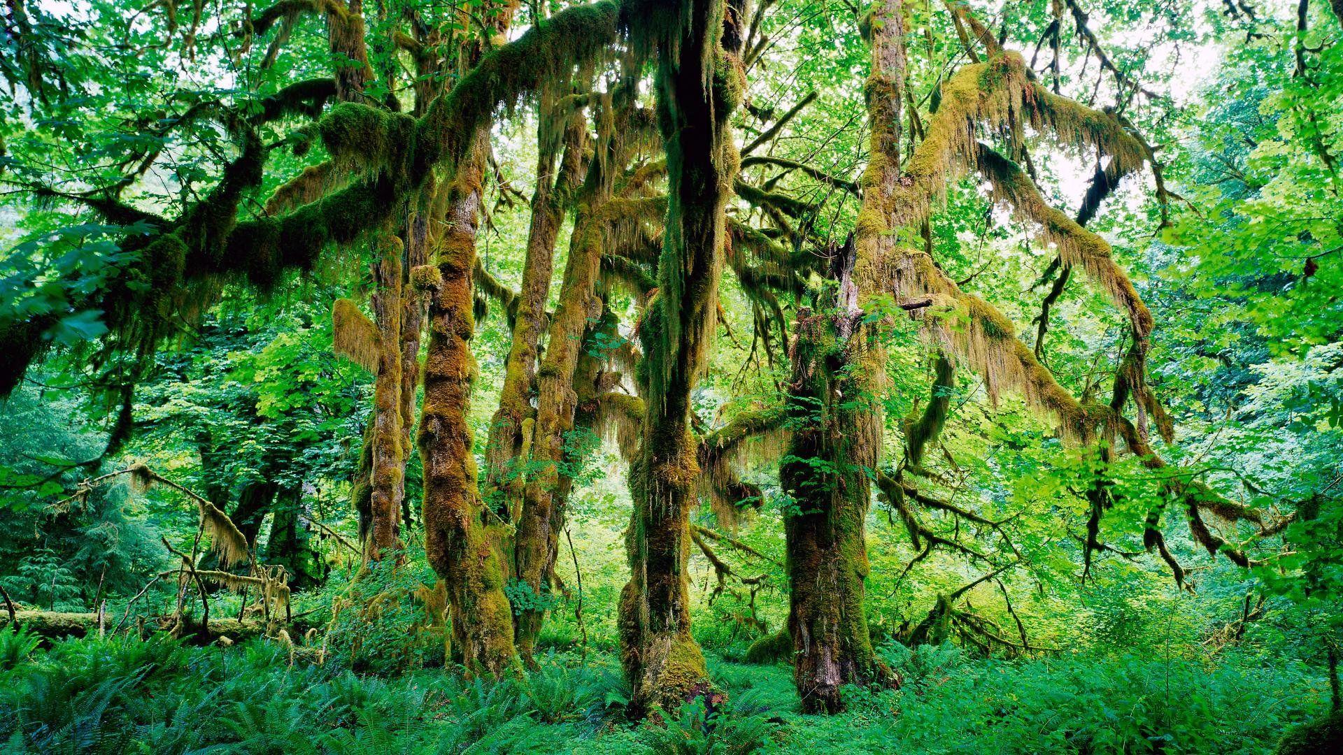 Olympic National Park