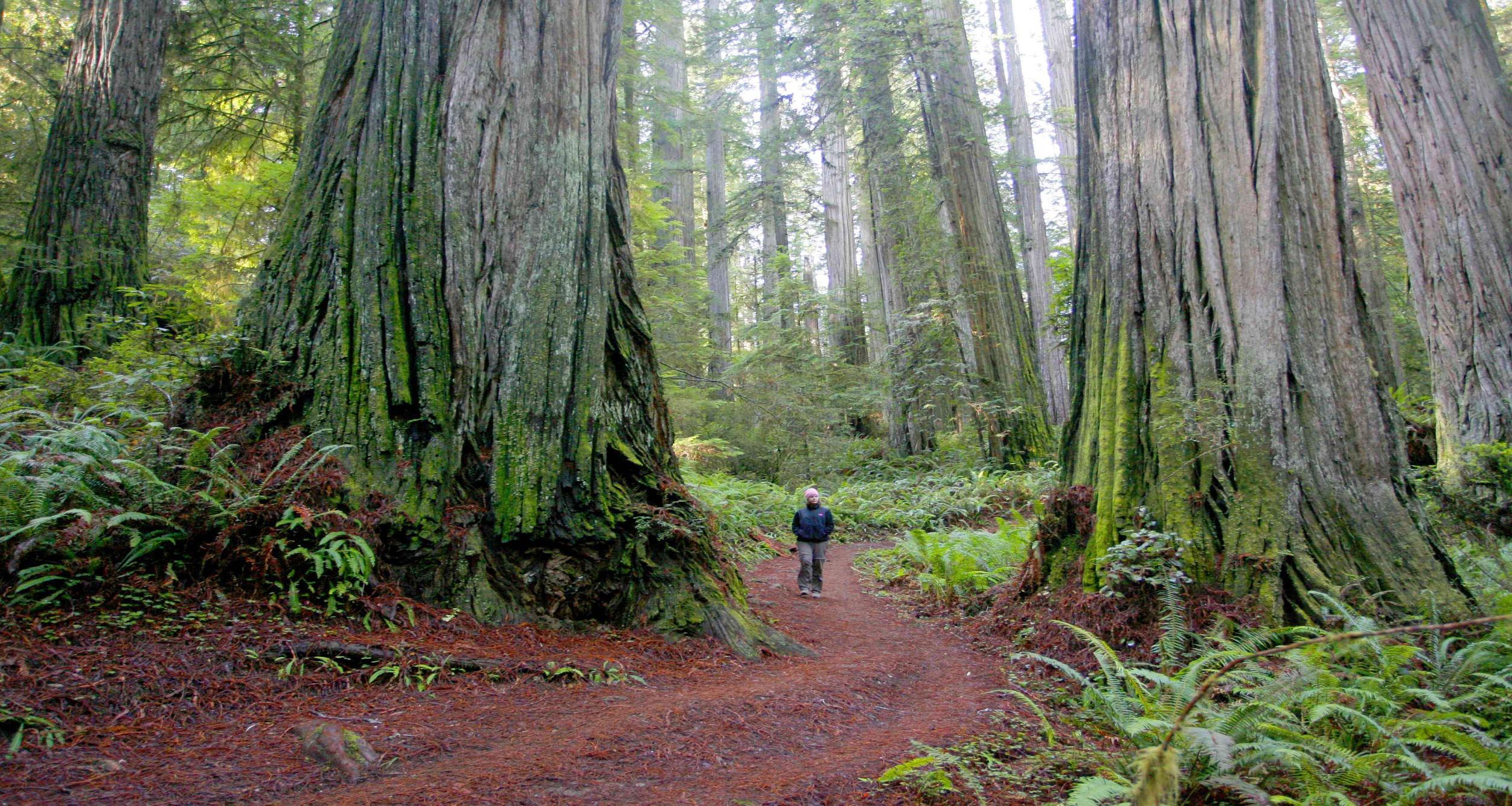 Nature Redwood National Park px – 100% Quality HD Wallpapers