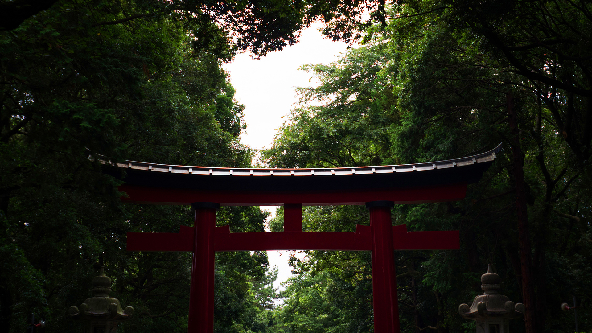 torii gate in forest [] : wallpapers