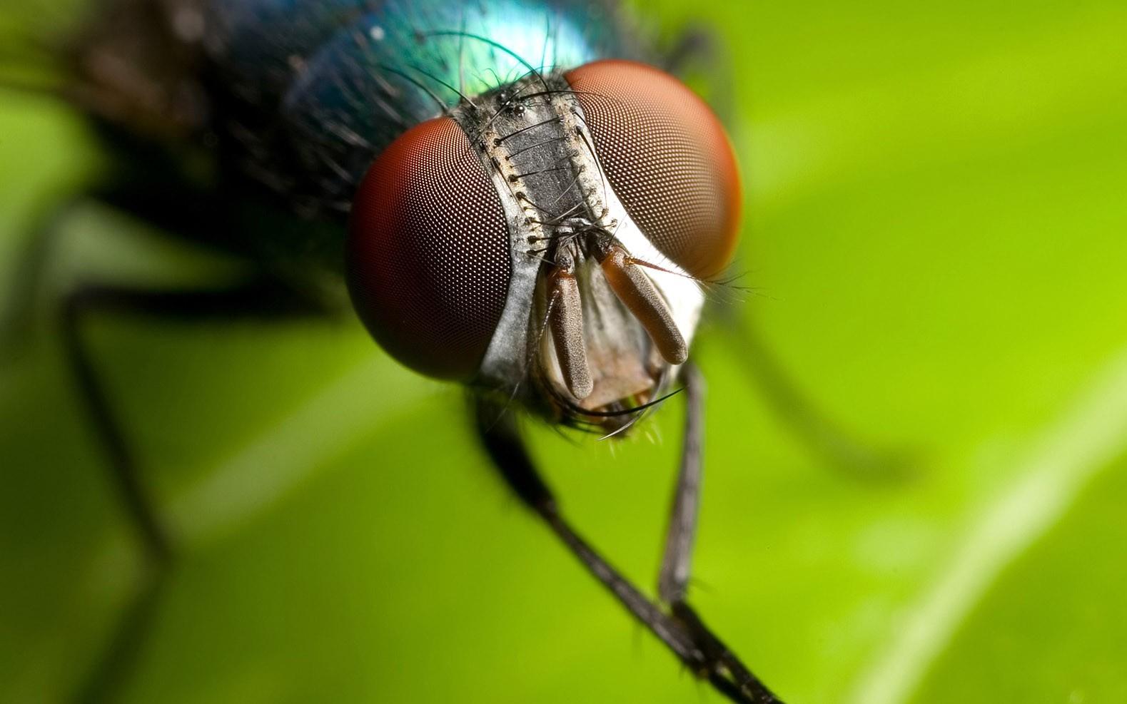 House, Fly, HD Animal Wallpapers, Cool Animals, Widescreen