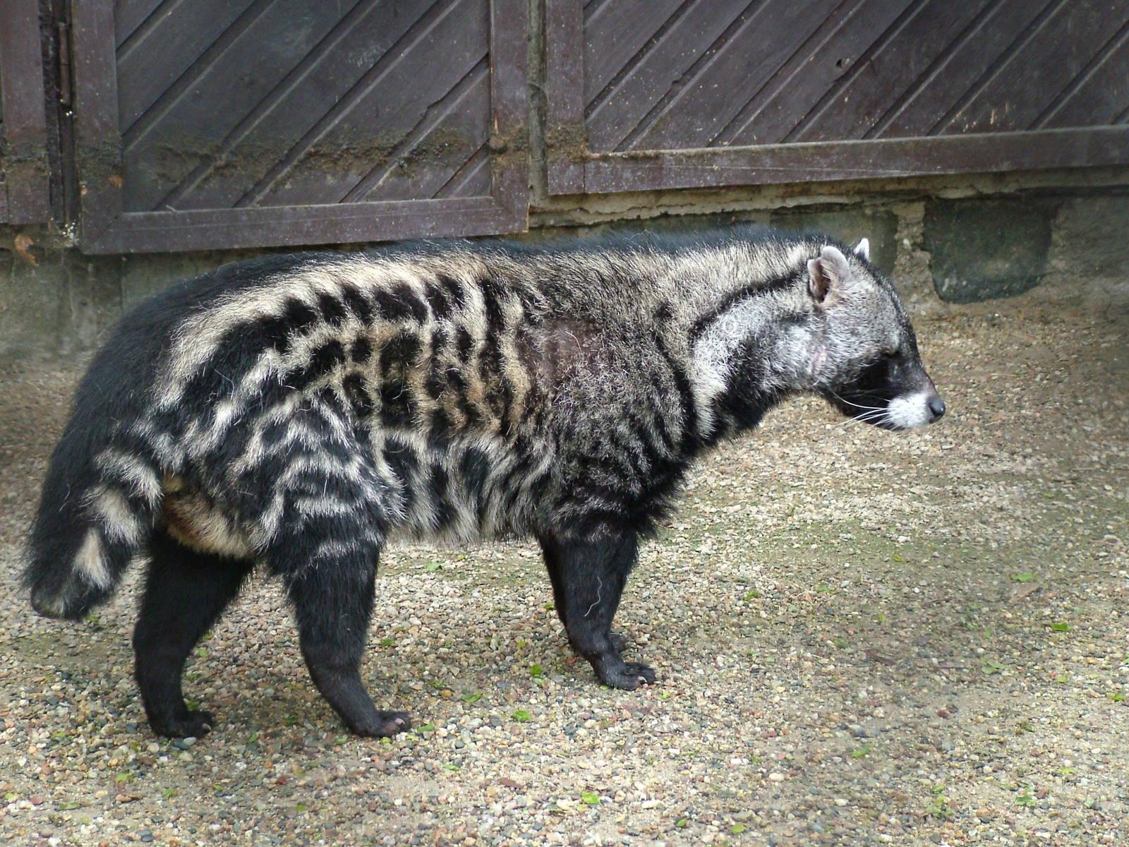 African Civet Wallpapers