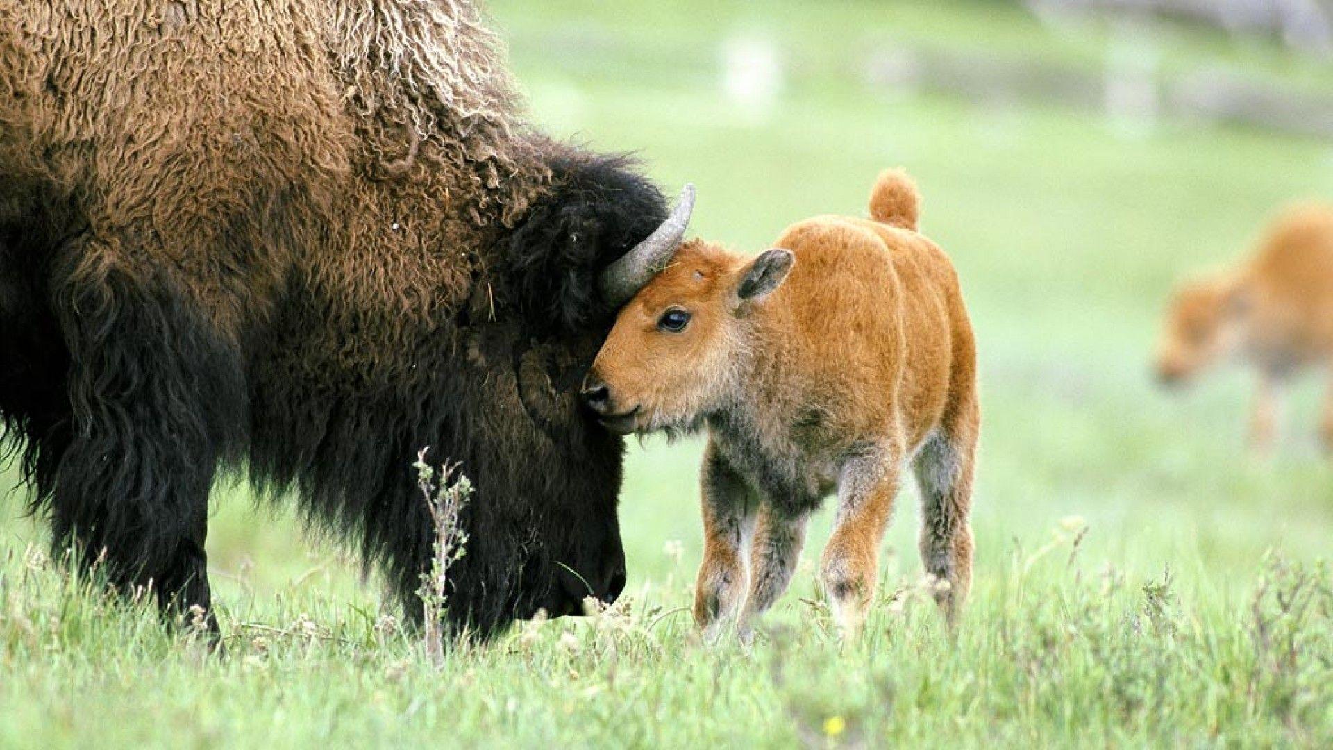 American bison baby wallpapers