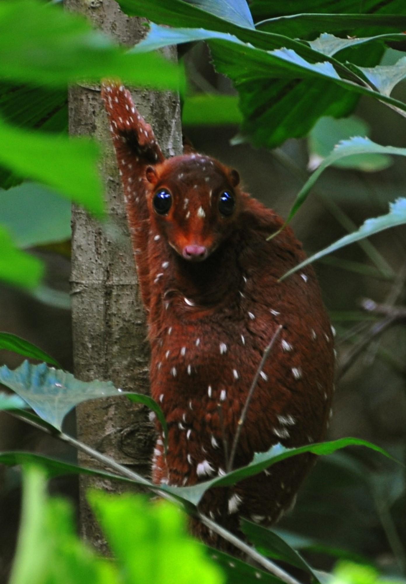 The Sunda flying lemur is not a lemur and does not fly. It’s