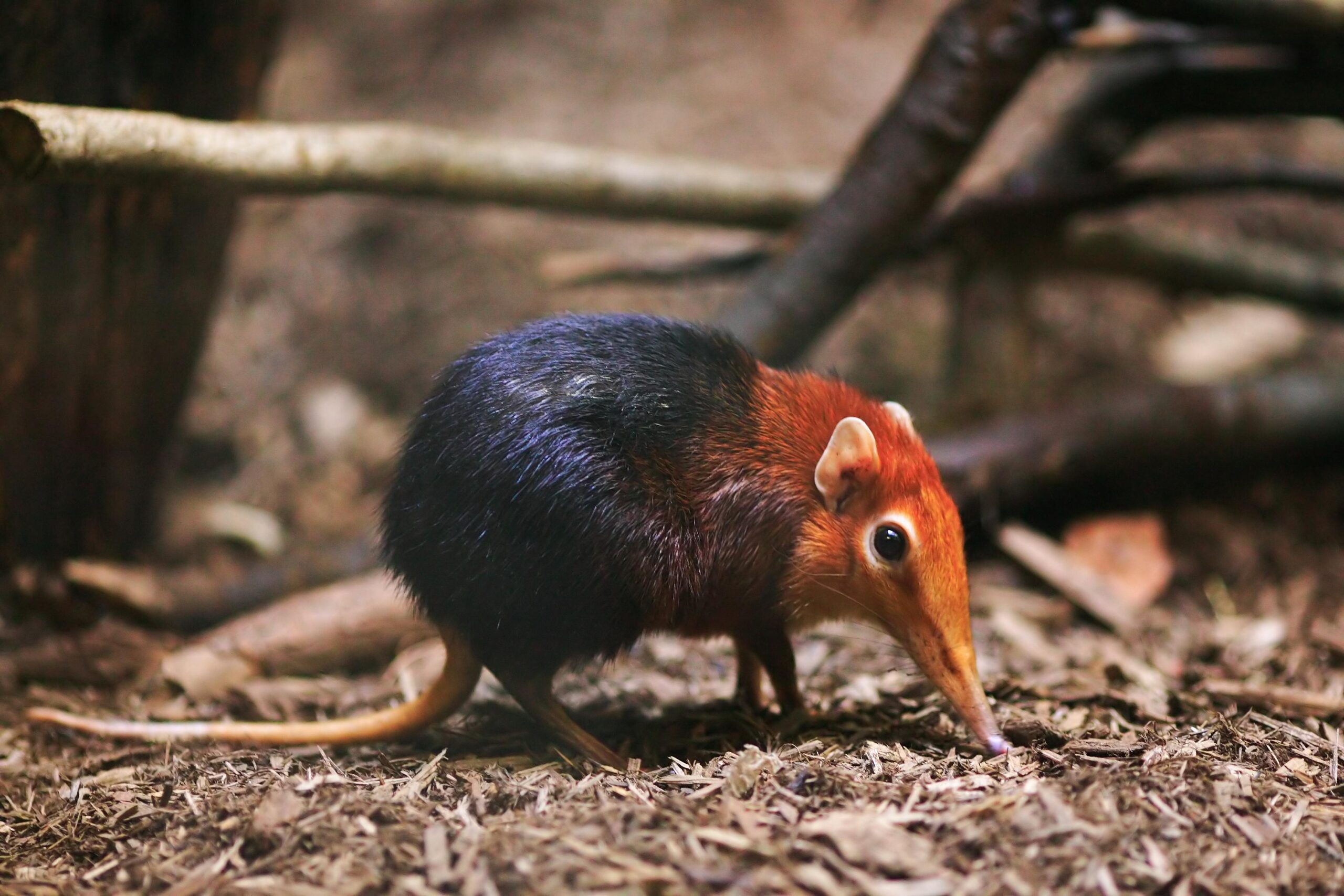 Elephant Shrew HD Wallpapers