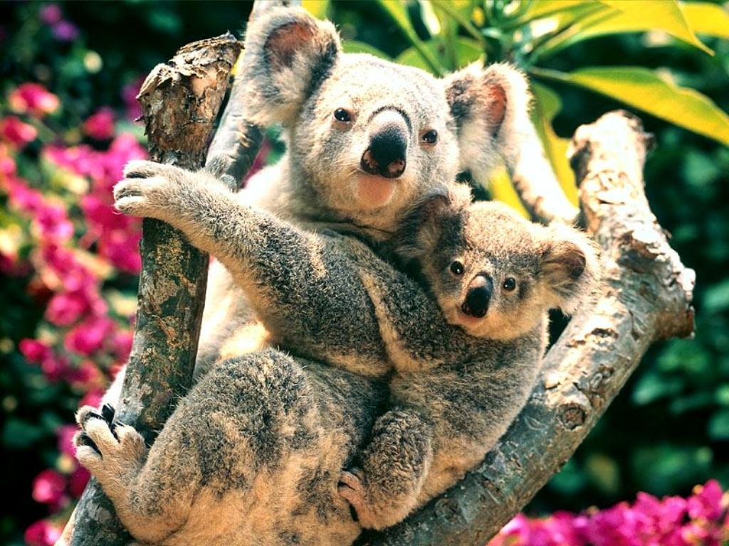 48+] Cute Koala Wallpapers