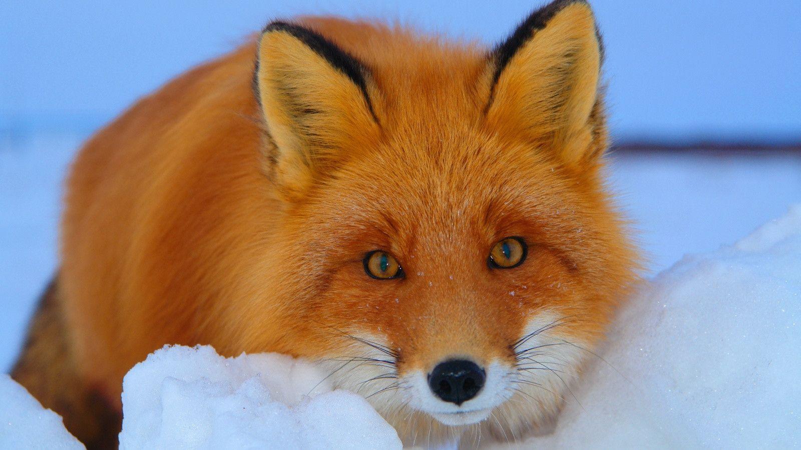 Red fox Wallpapers