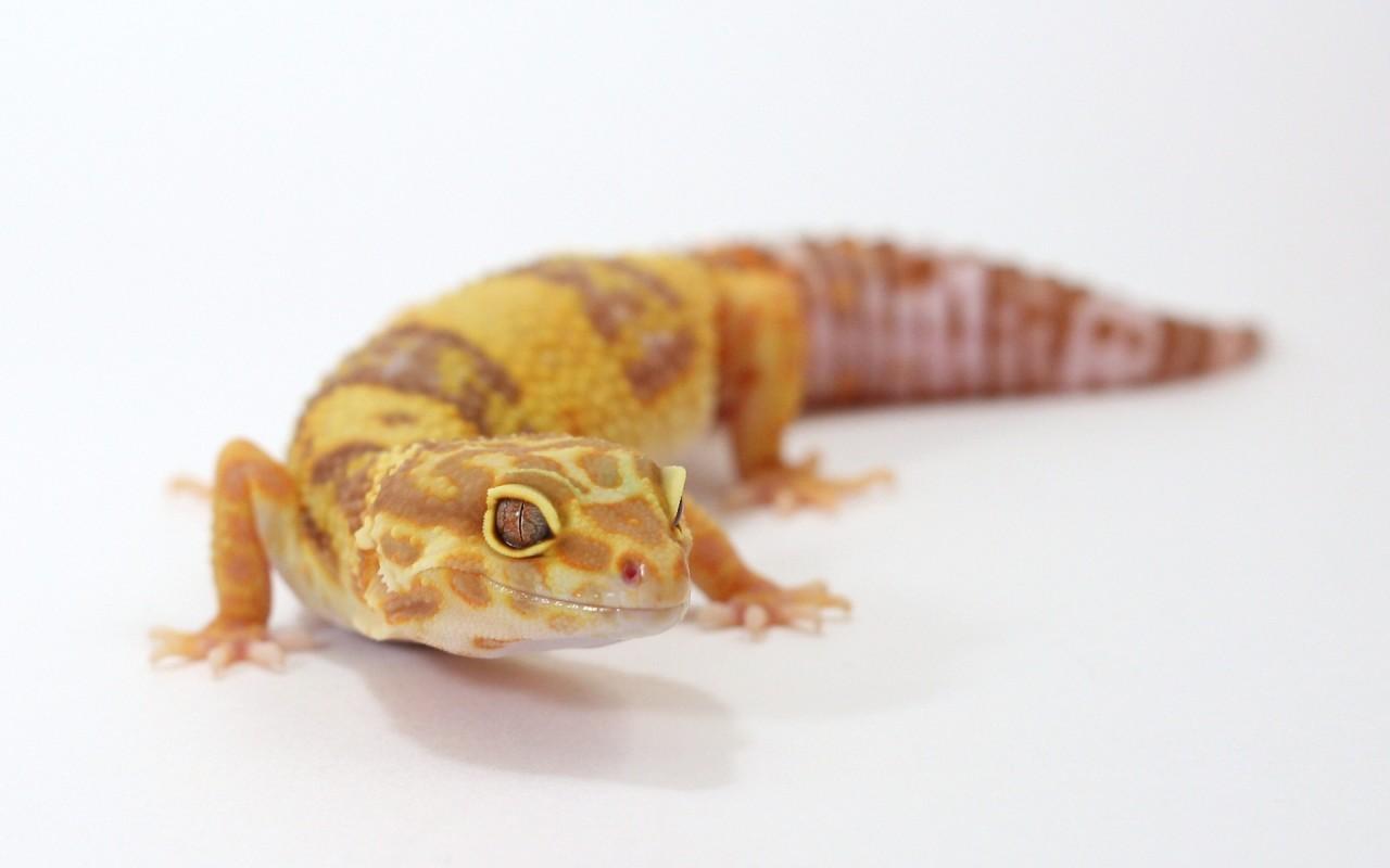 Albino Leopard Gecko, fondos, reptile wallpapers