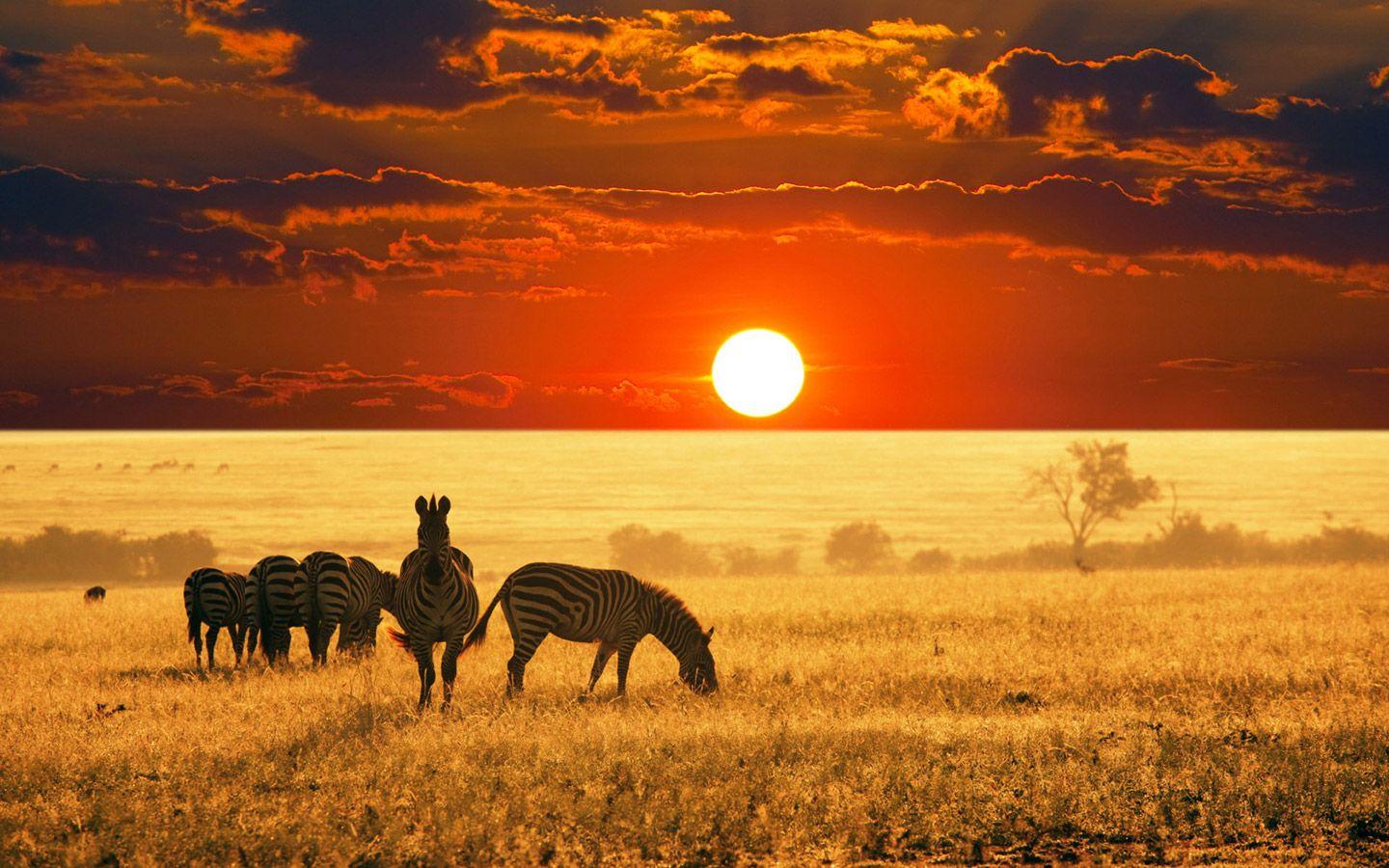 BigOryx: African Wallpapers 7