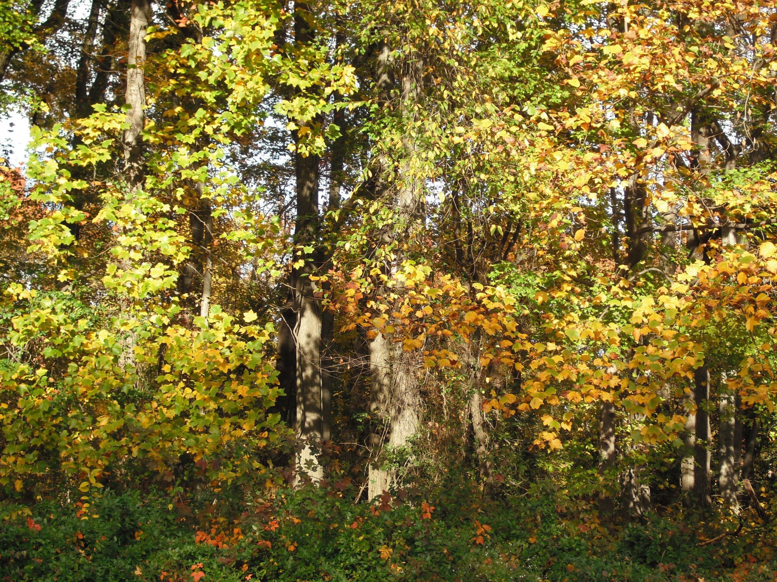 Forest: Park Fall Point Trees North Leaves Forest Maryland State