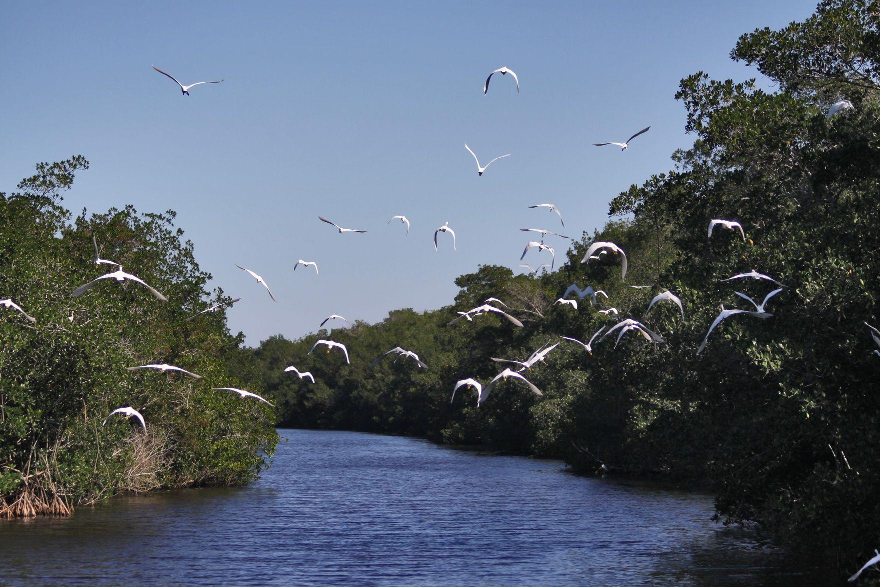 35+ Best HD Everglades National Park Wallpapers