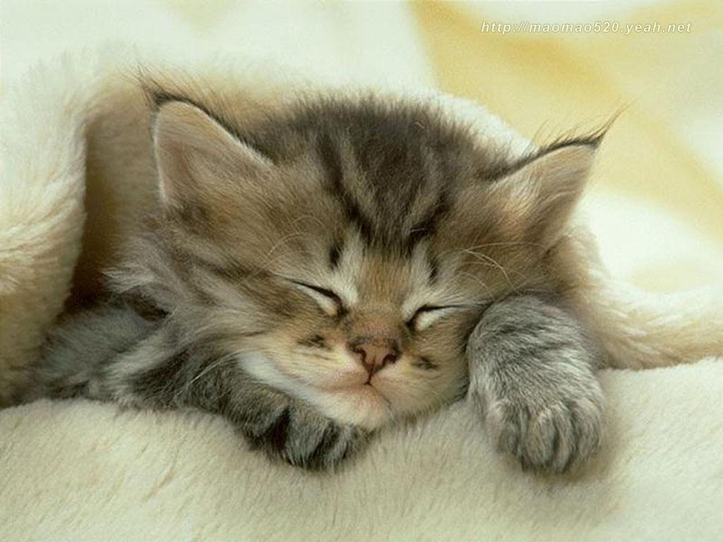 Cute Kitten Wallpapers