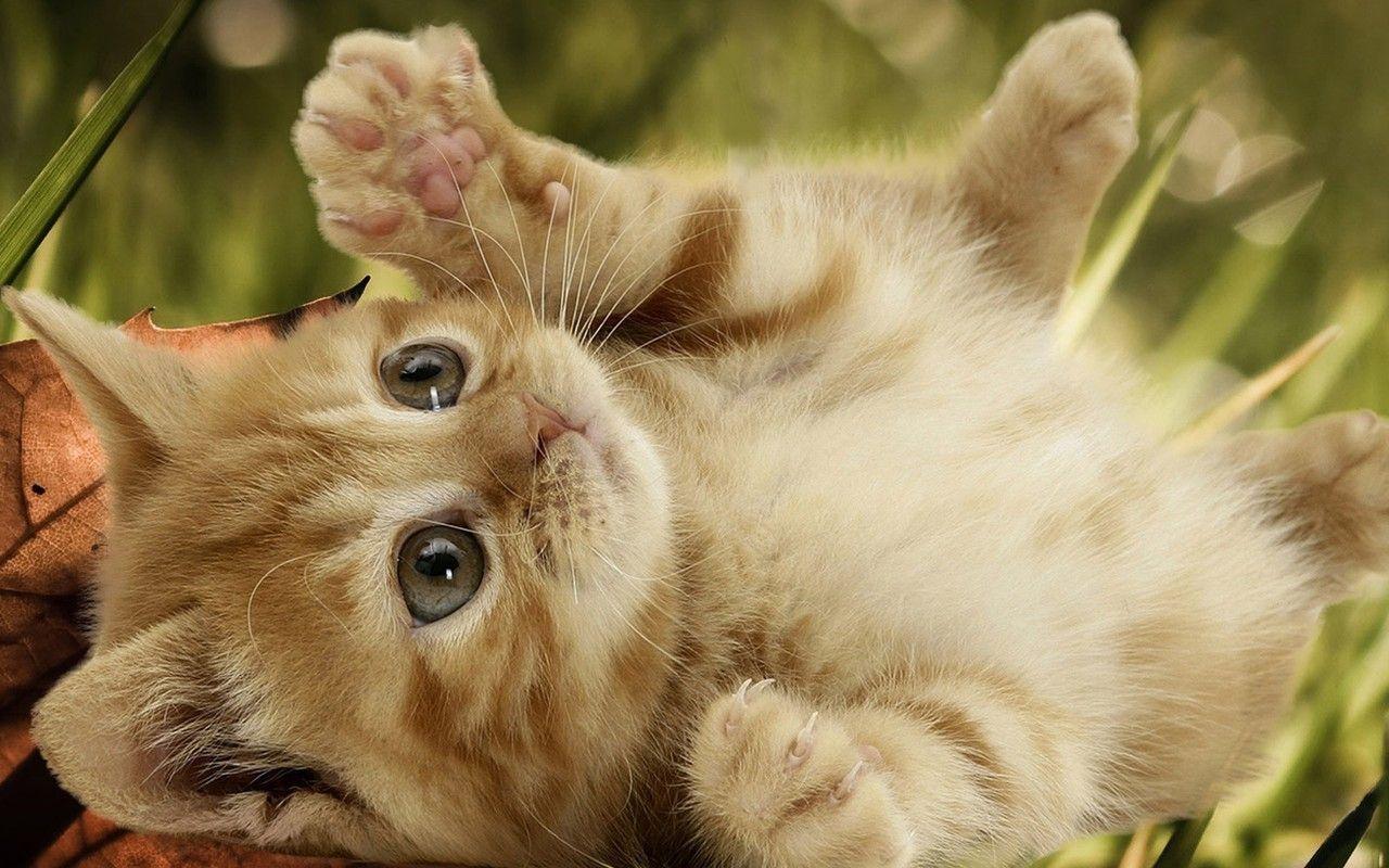 kittens wallpapers