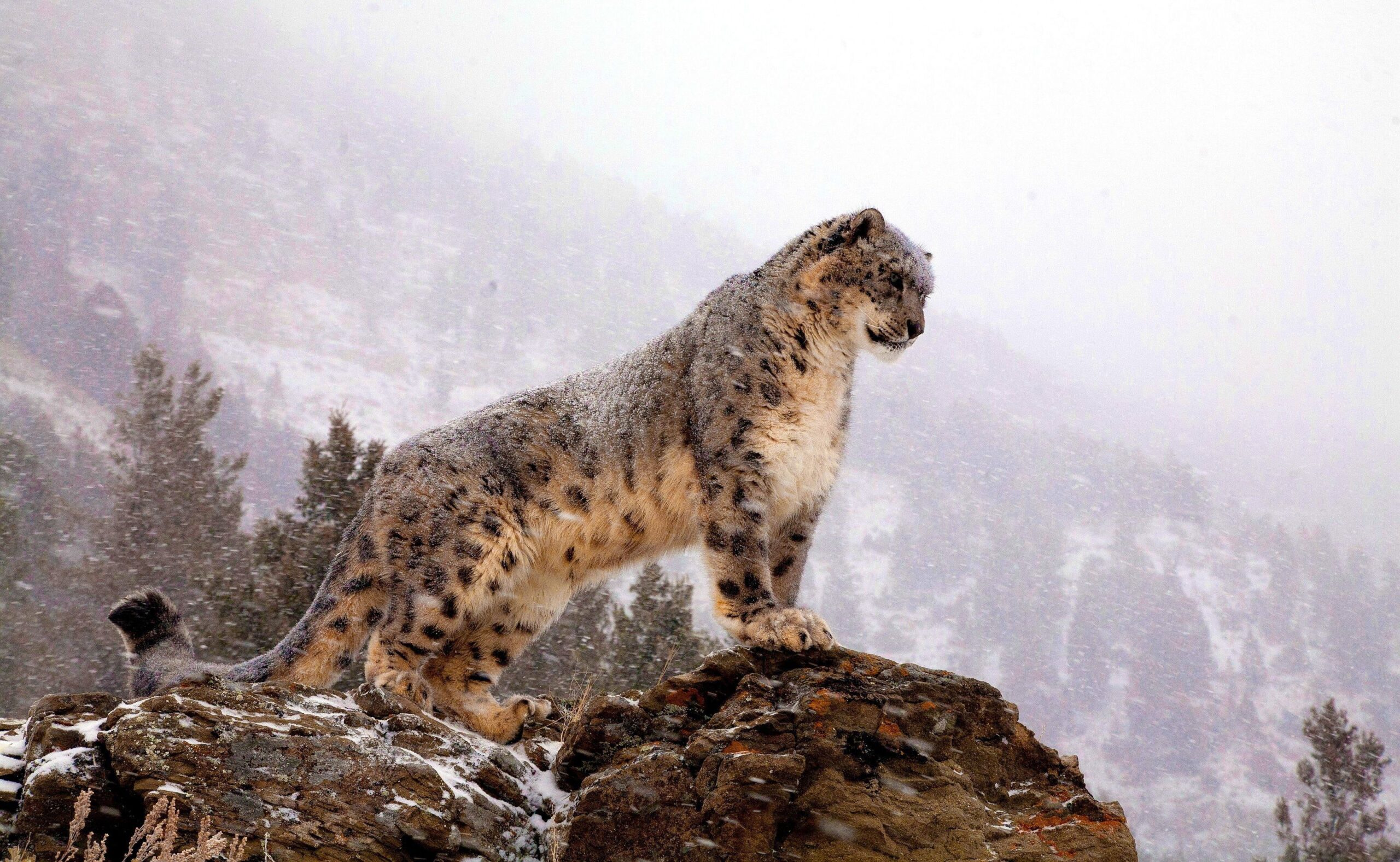 324 Snow Leopard HD Wallpapers