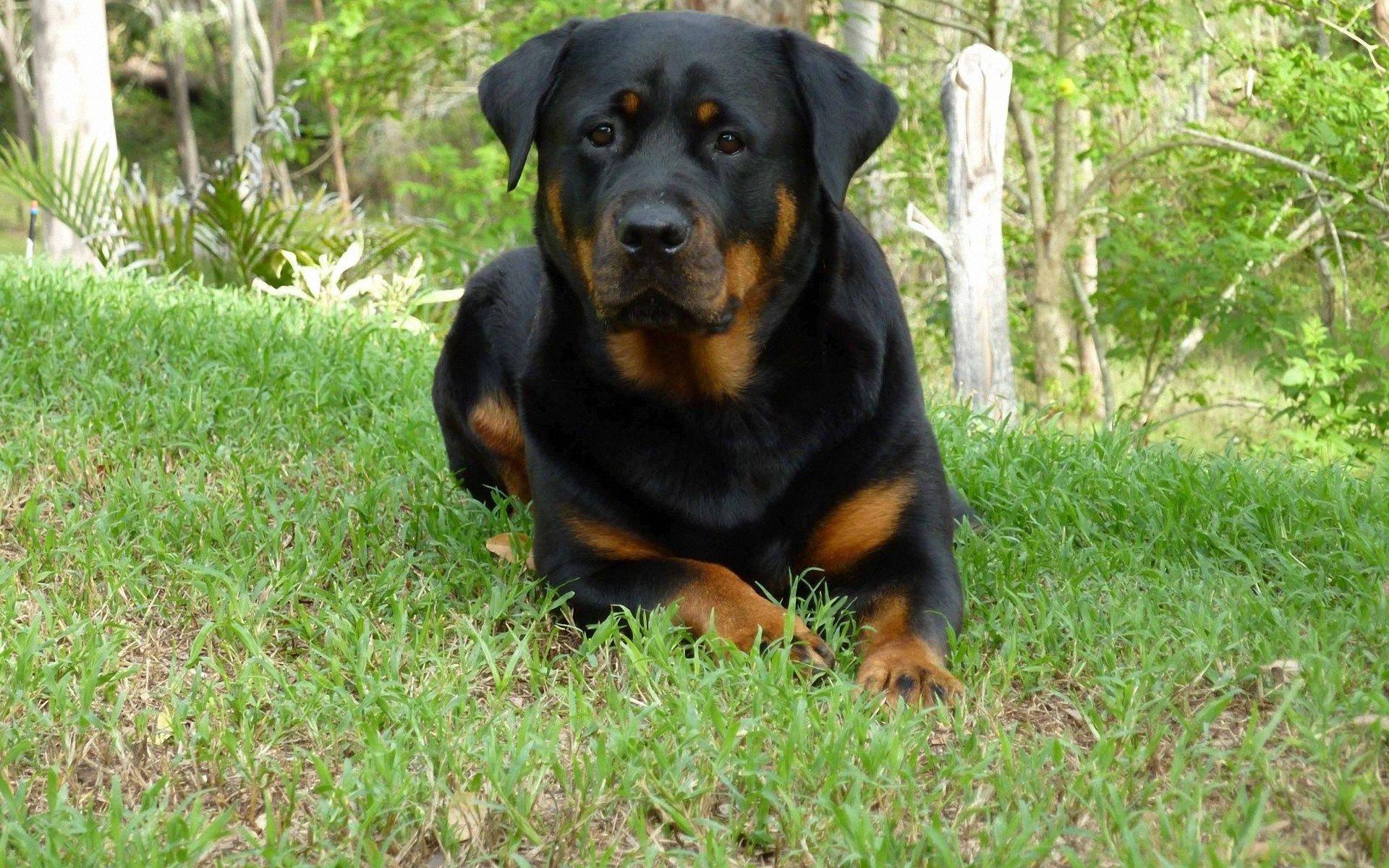 Rottweiler Wallpapers