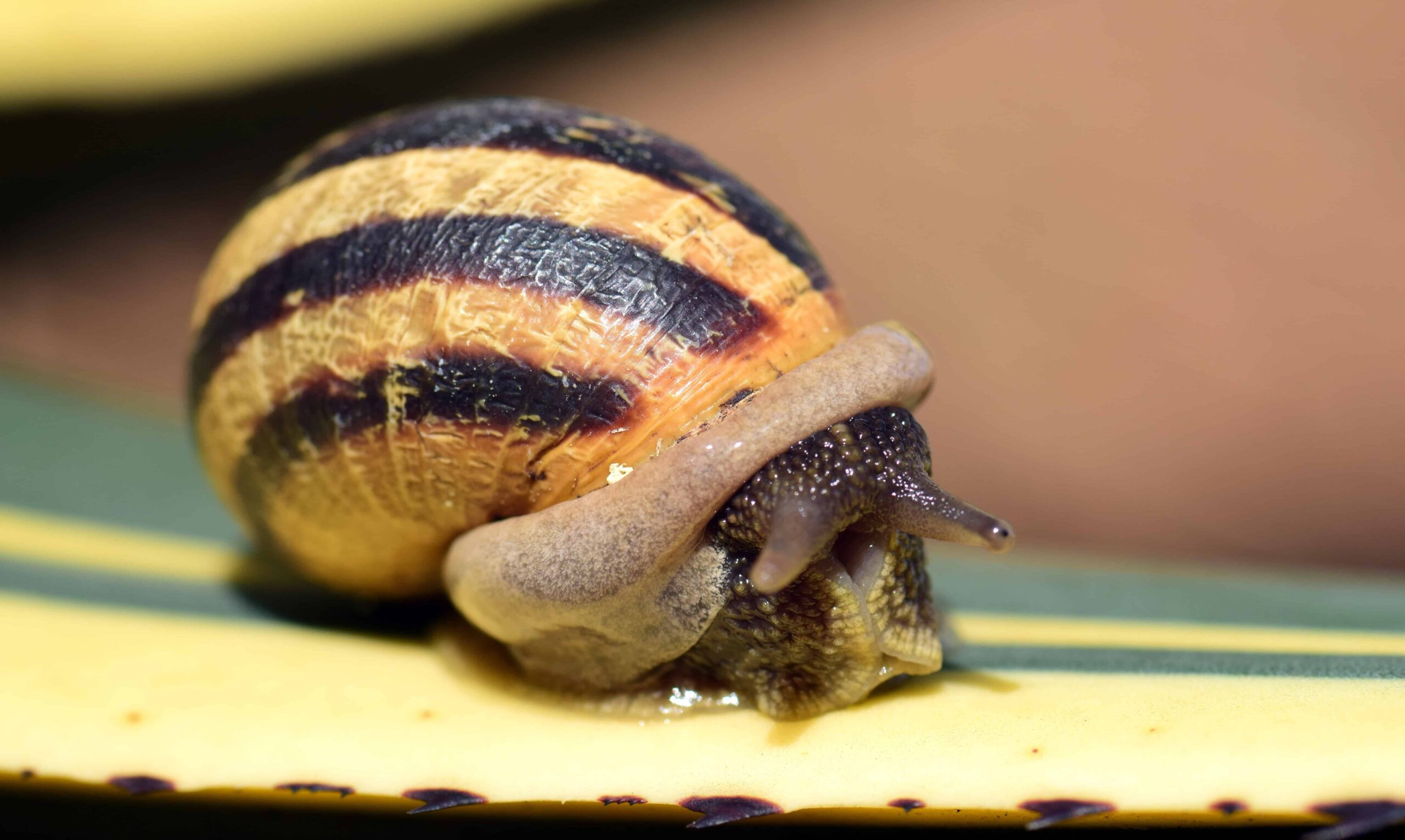 Free picture: garden, snail, invertebrate, brown, shell