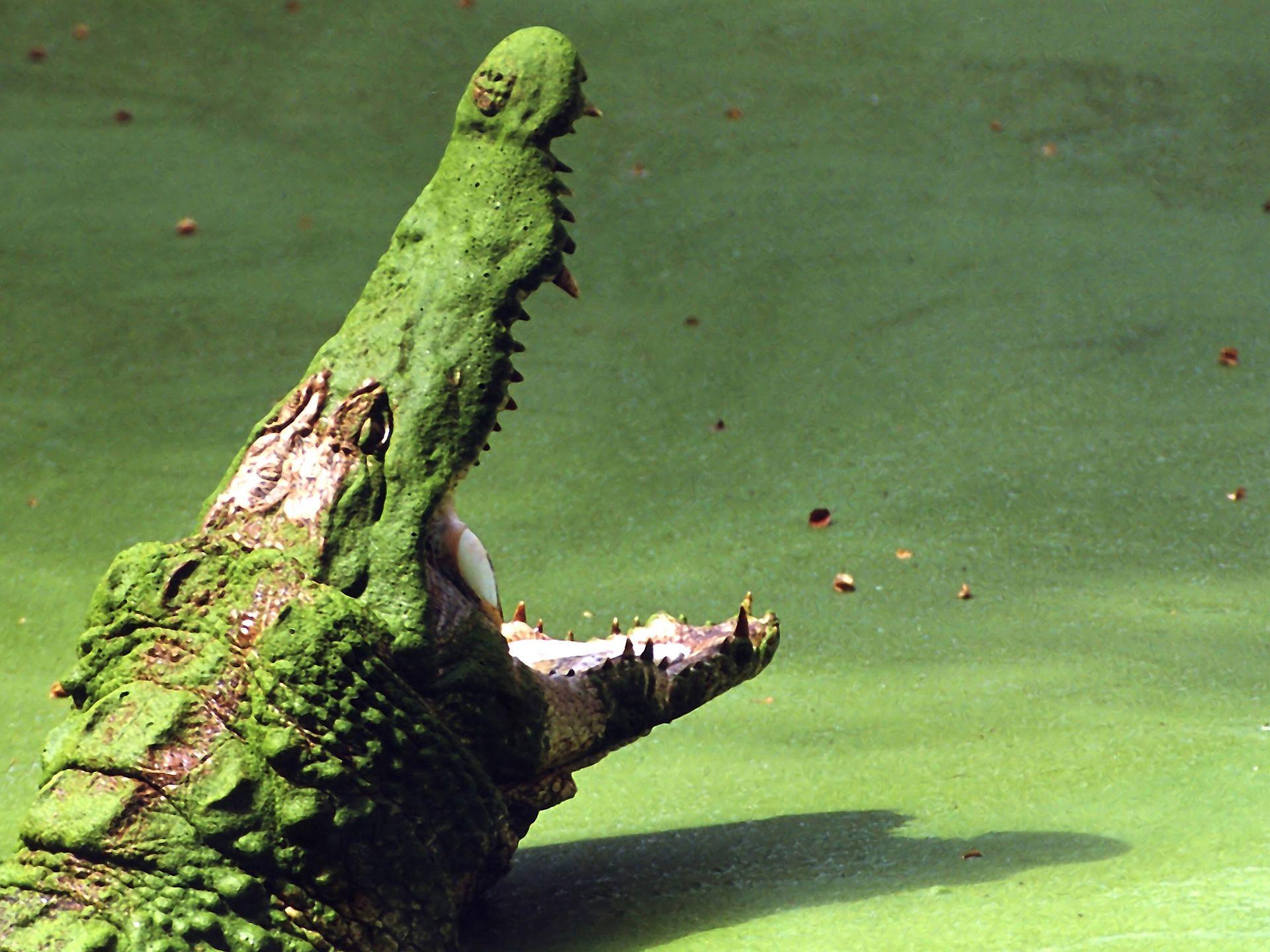 Crocodile Wallpapers, Top 46 Quality Cool Crocodile Pics