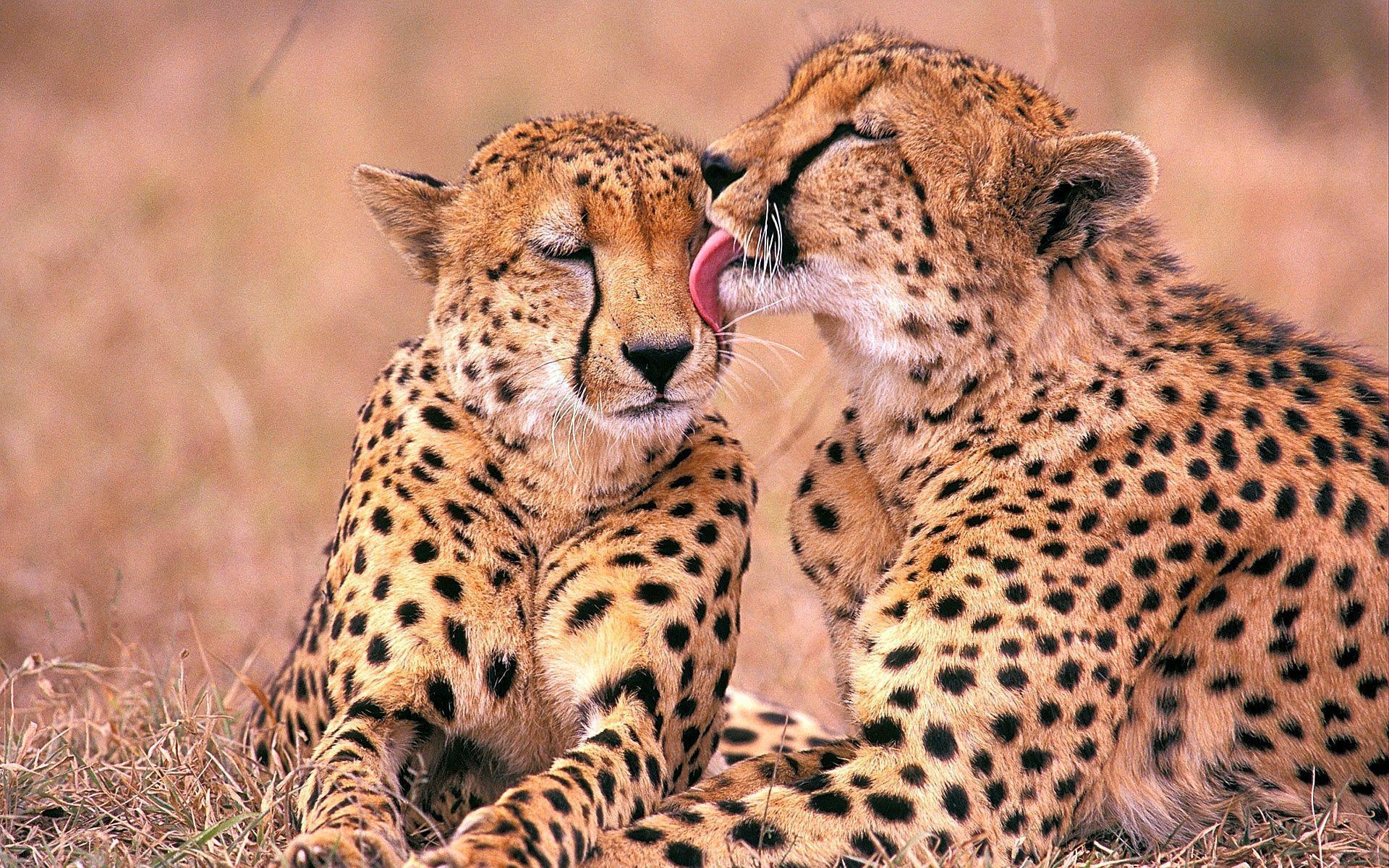 South African Cheetahs Wallpapers