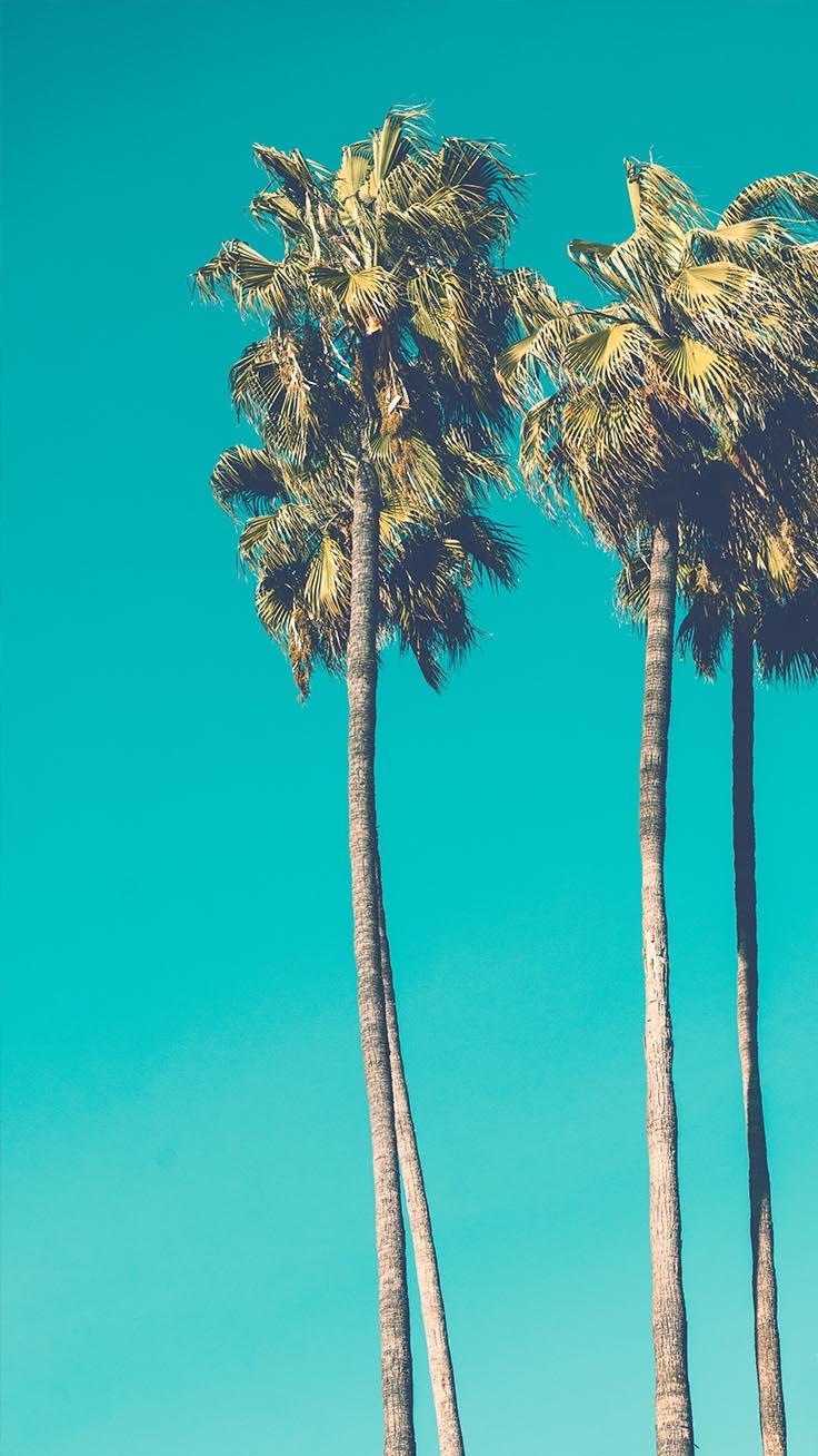 Let’s go Coconuts! Enjoy 10 Tropical iPhone Wallpapers!