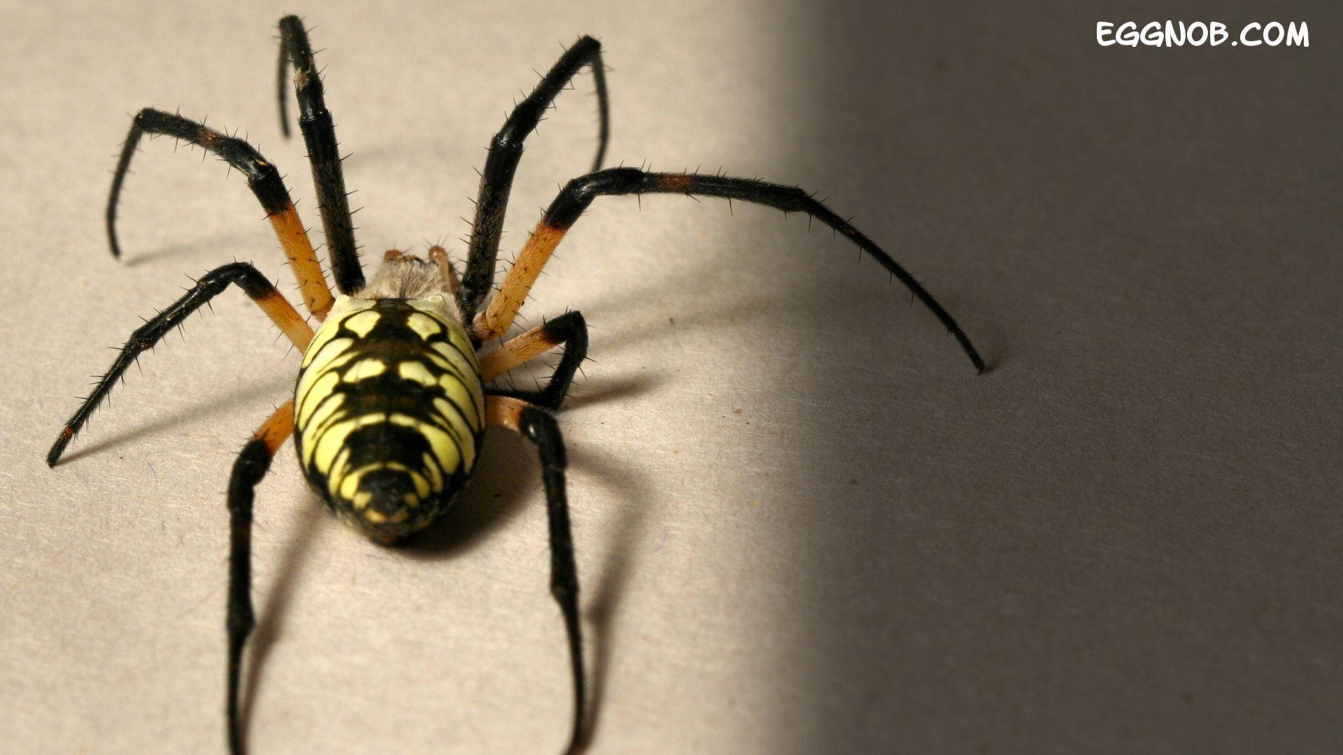 Big Spider HD Wallpapers