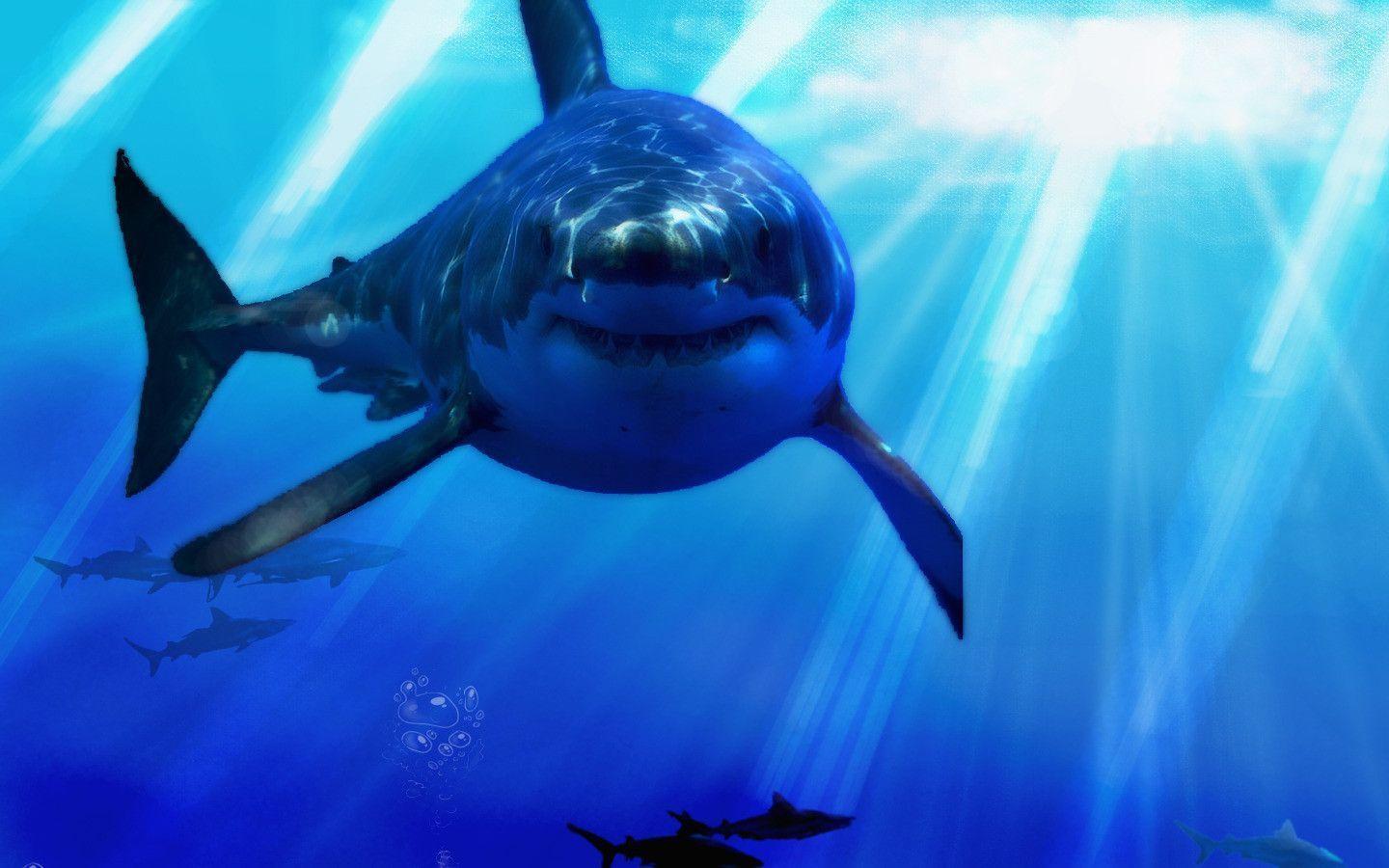 Shark Wallpapers 1005