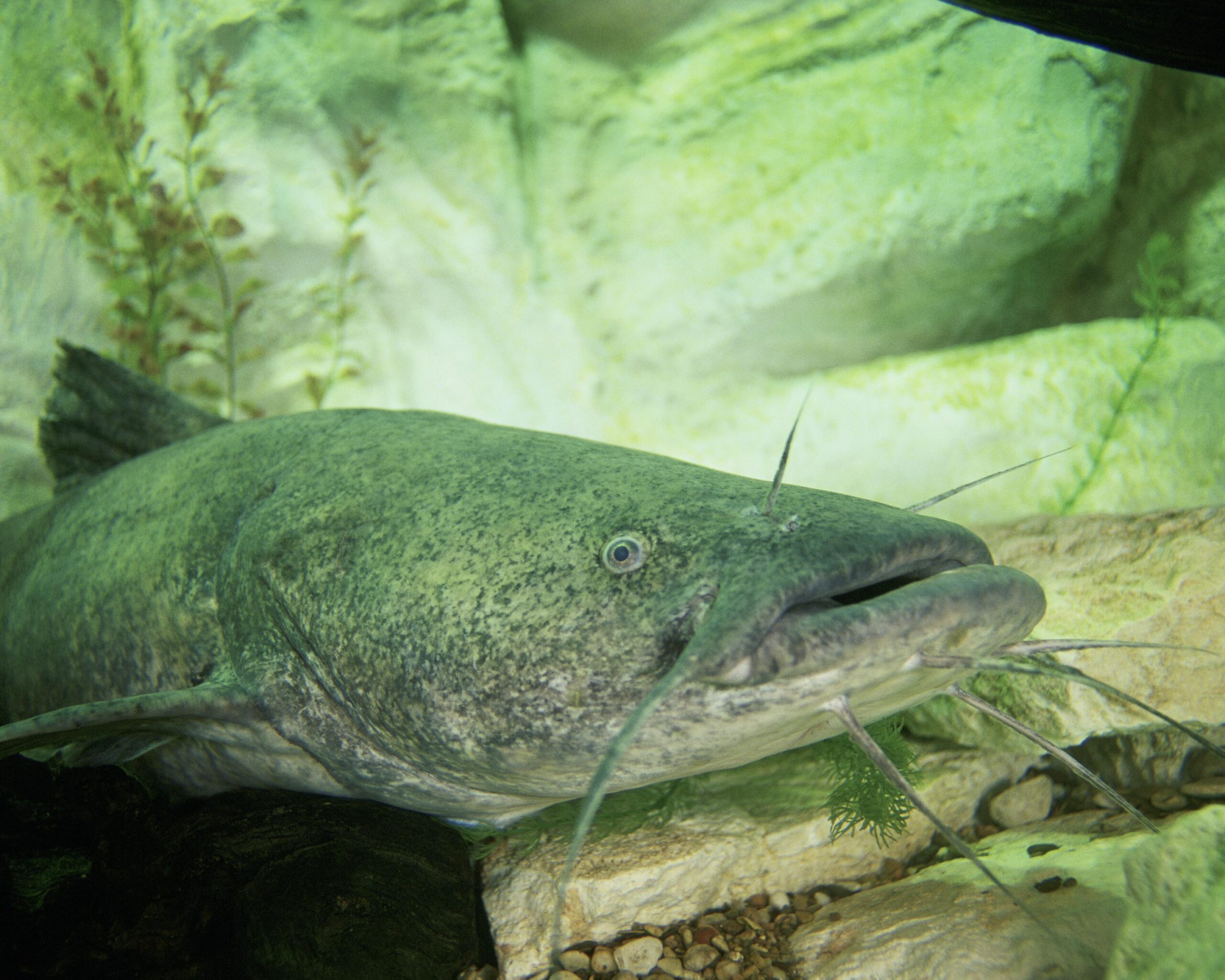 Flathead catfish