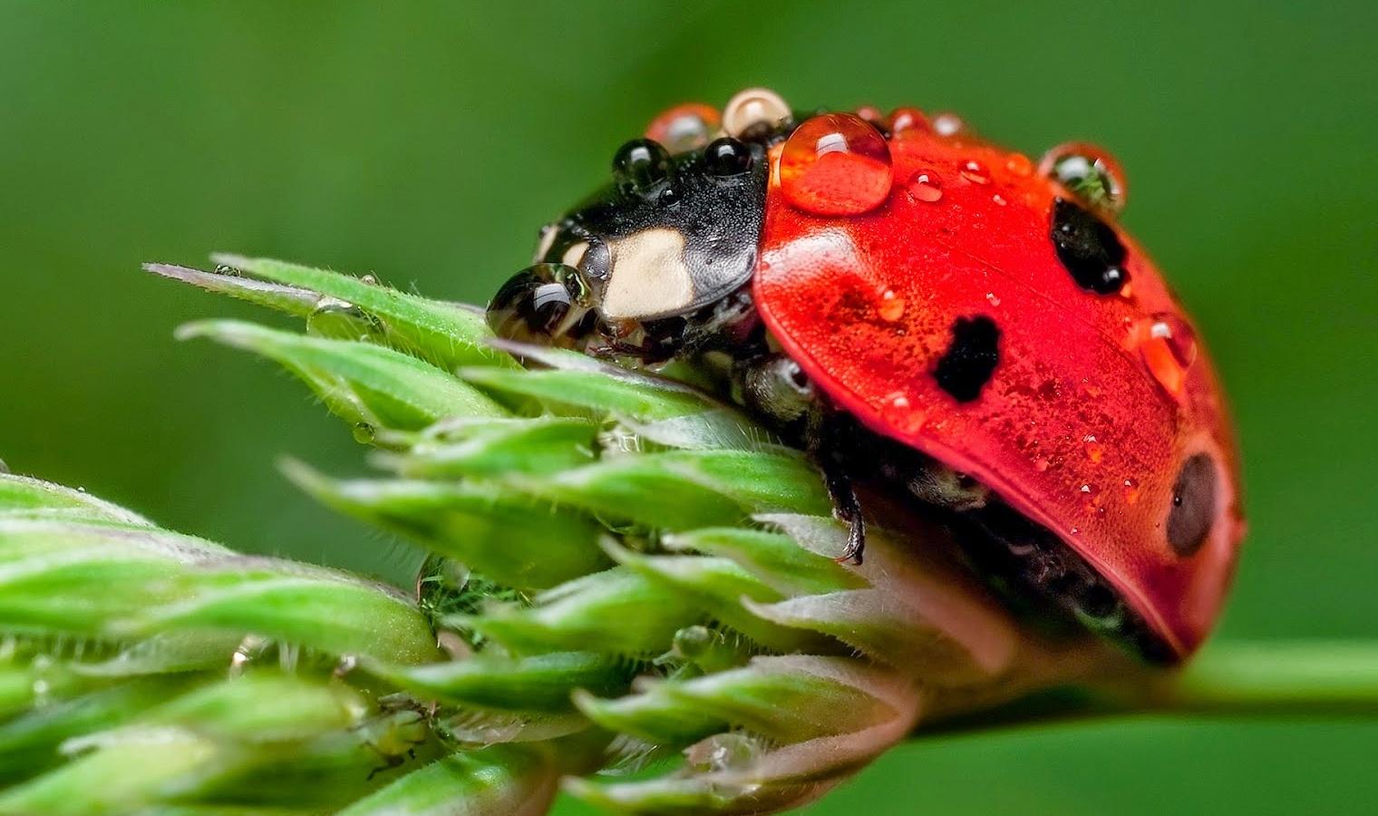 Blue Ladybugs Pictures on Animal Picture Society