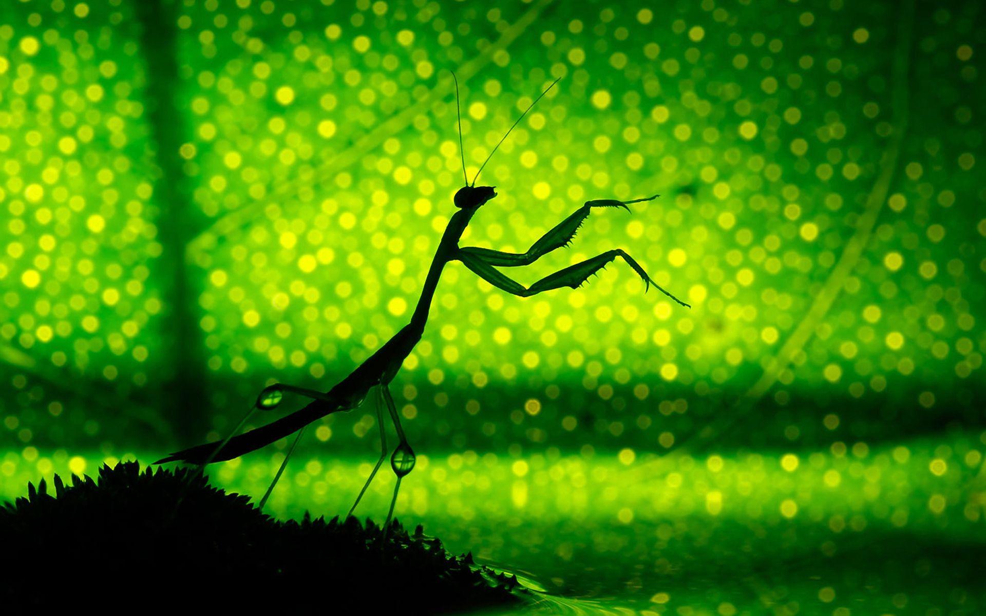 Praying Mantis Full HD Wallpapers and Backgrounds Image