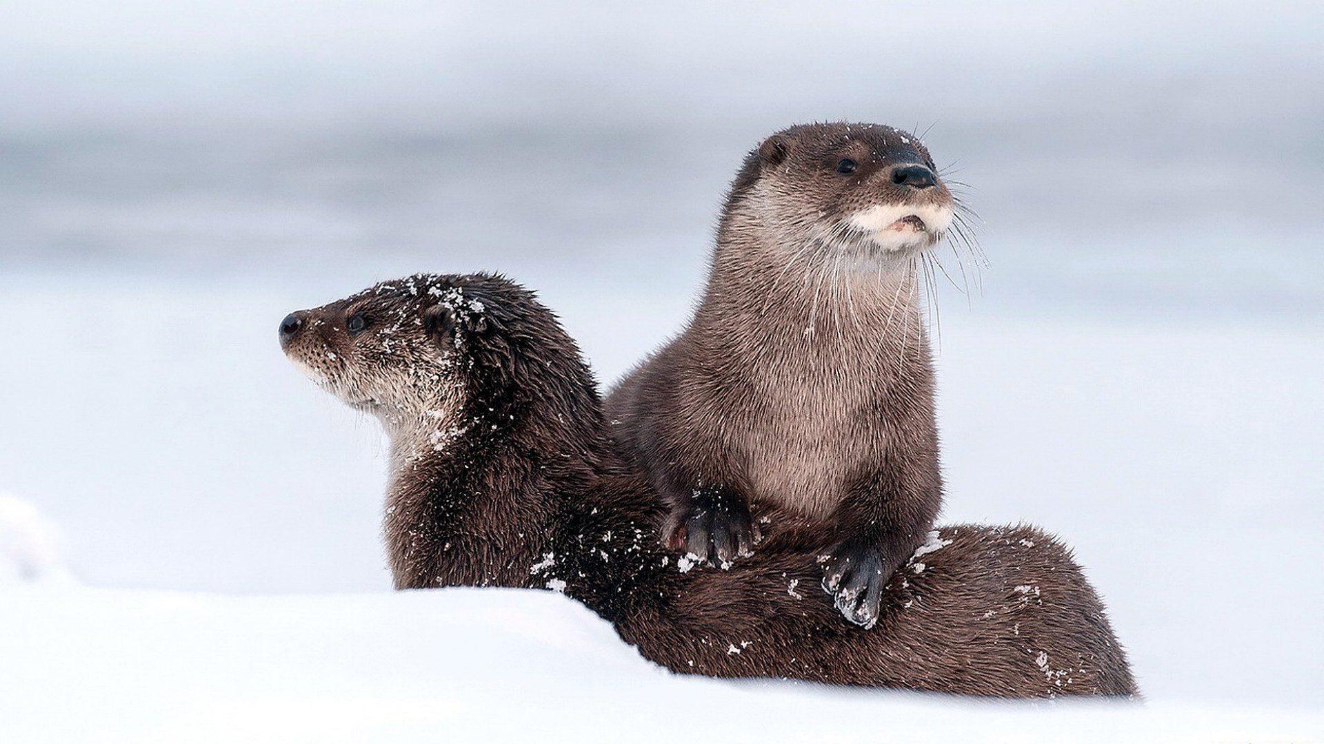 64 Otter HD Wallpapers