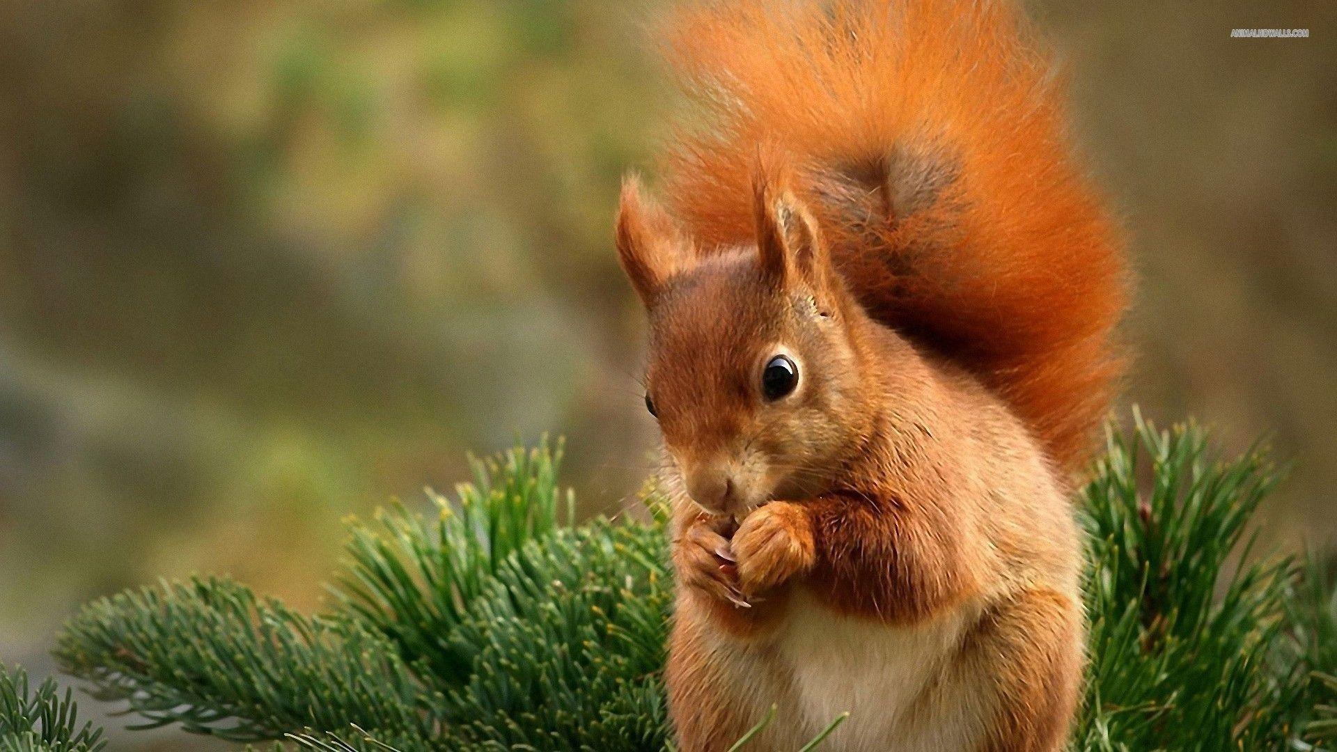 Squirrel wallpapers #