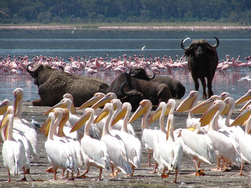 Lake Nakuru Day Trip From Nairobi