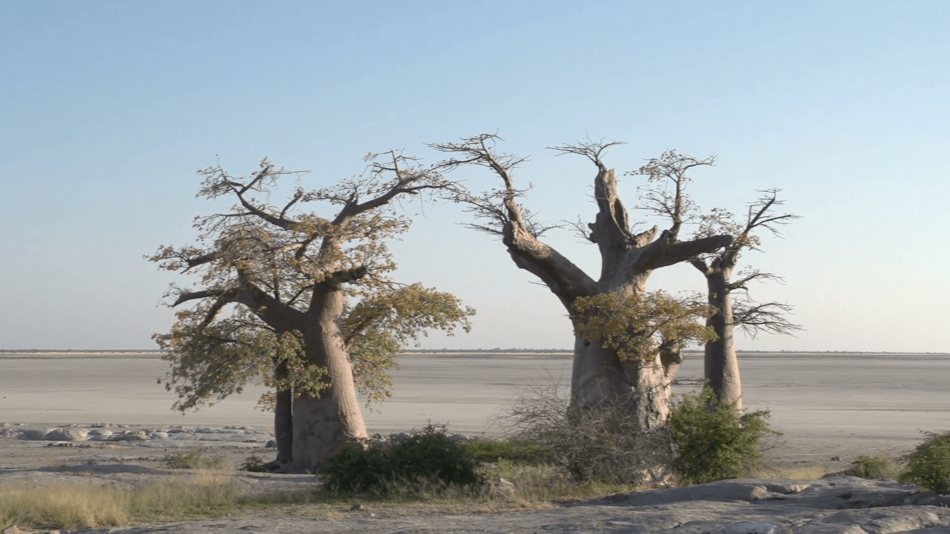 Panning shot of Baobab trees with Makgadikgadi Pans in the