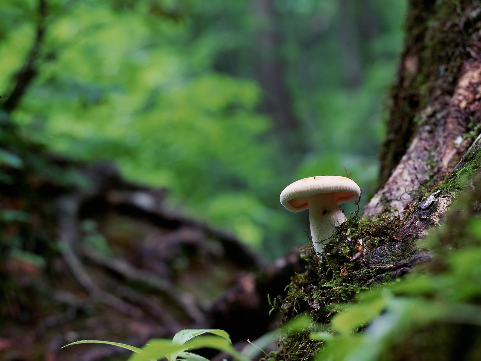 Mushrooms Wallpapers Widescreen