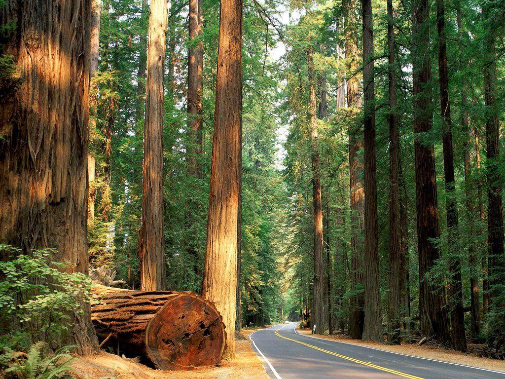 California’s Redwood Forest. Growing up we would vacation in