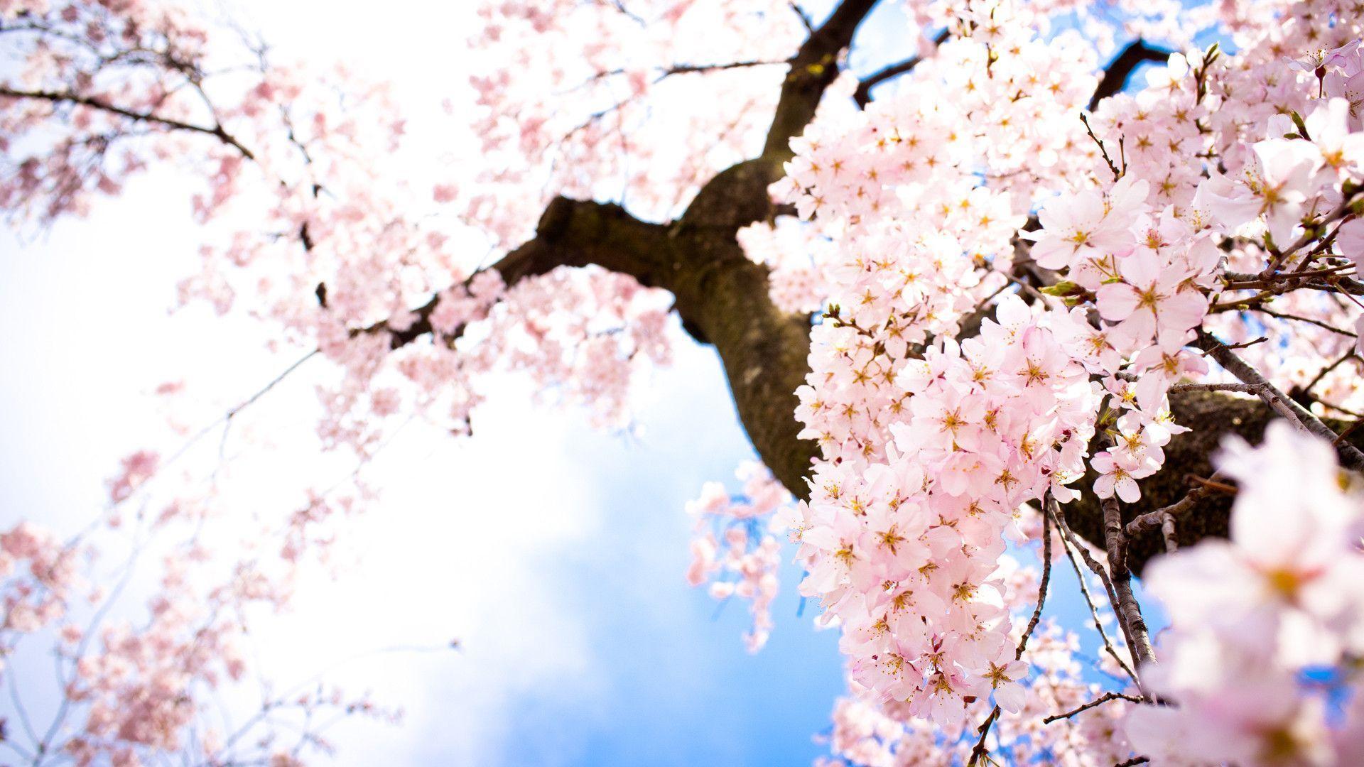 Sakura Flowers Wallpapers