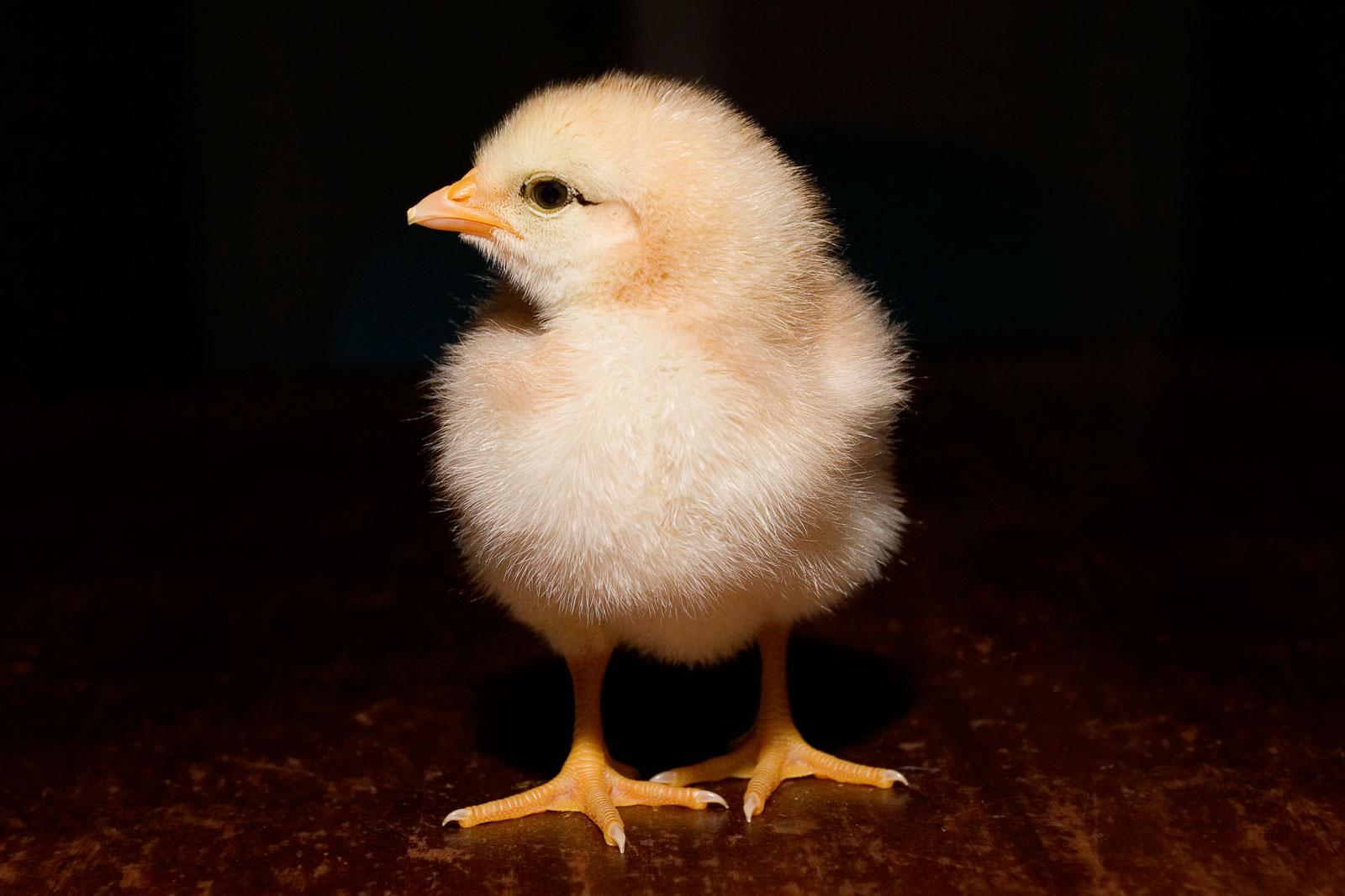 HD Chick Wallpapers Pretty Animals Photos