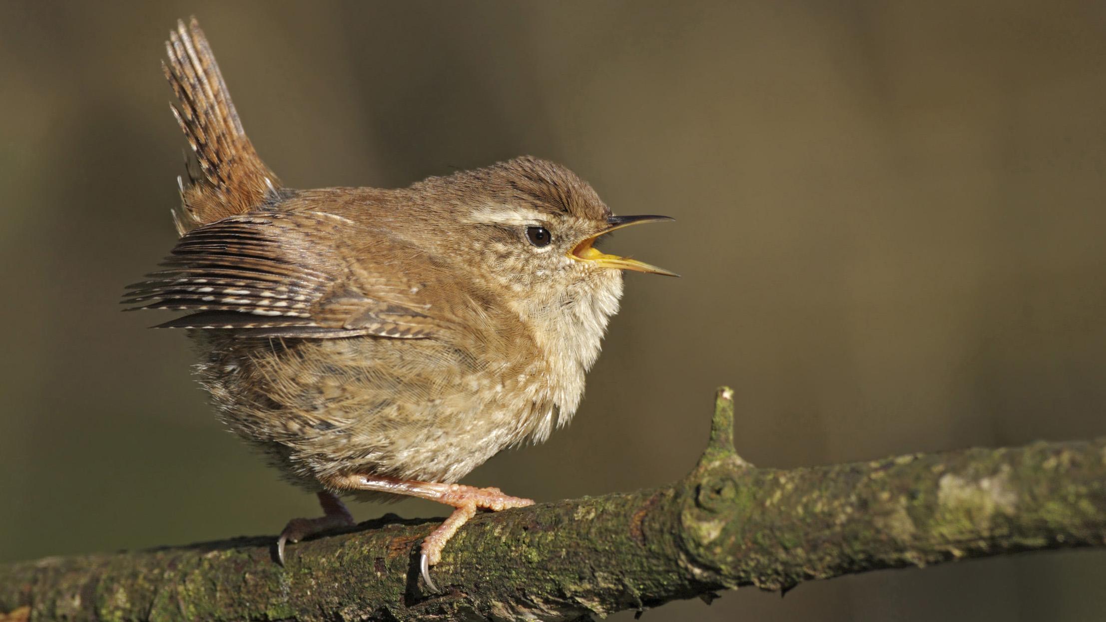 wren wallpapers and backgrounds