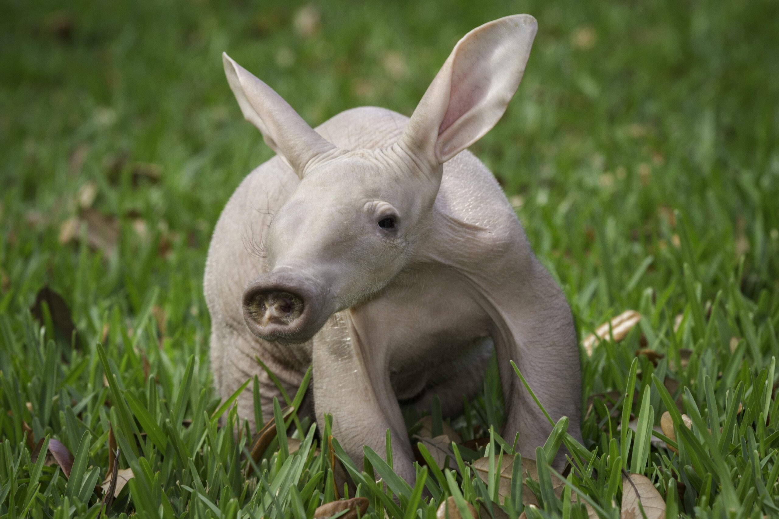 Aardvark Wallpaper Backgrounds