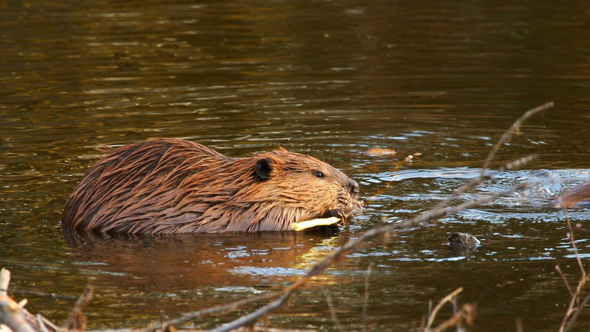 beaver, Rodent, Castor Wallpapers HD / Desktop and Mobile