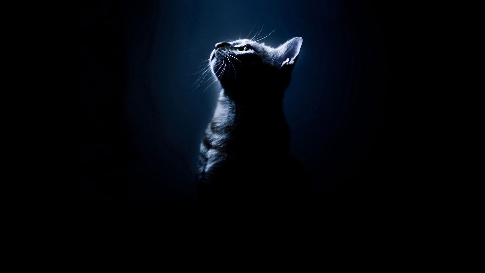 Cats: Silhouettes Cats Black Animals Bengal Cat Photo Gallery for