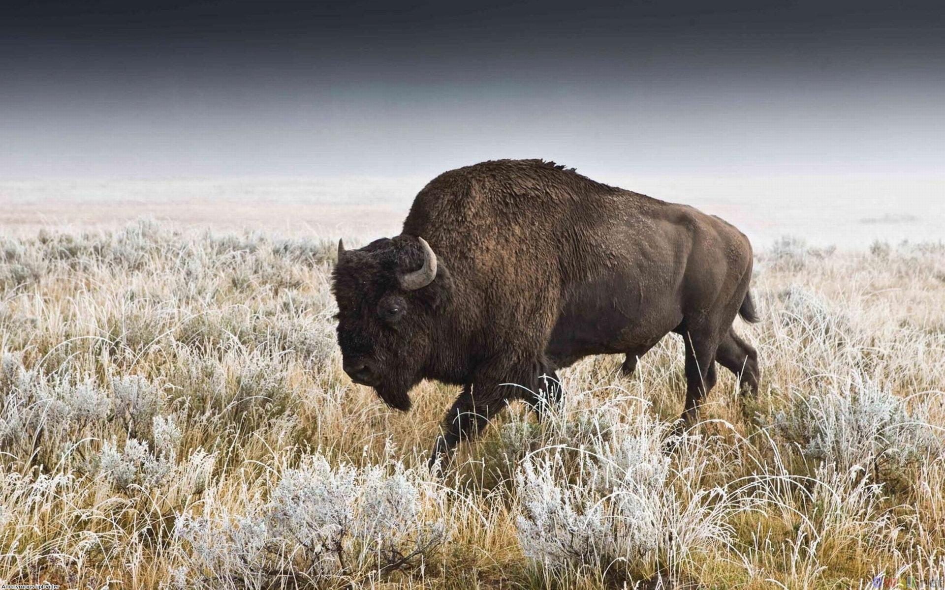 Buffalo wallpapers desktop backgrounds