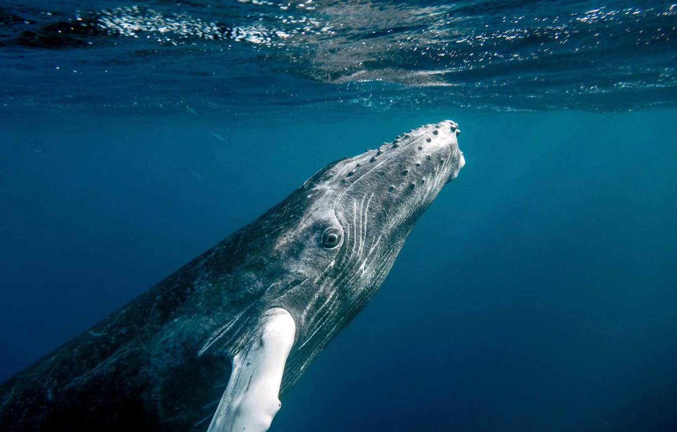 Wallpapers ocean, water, fish, whale, Dominican Republic