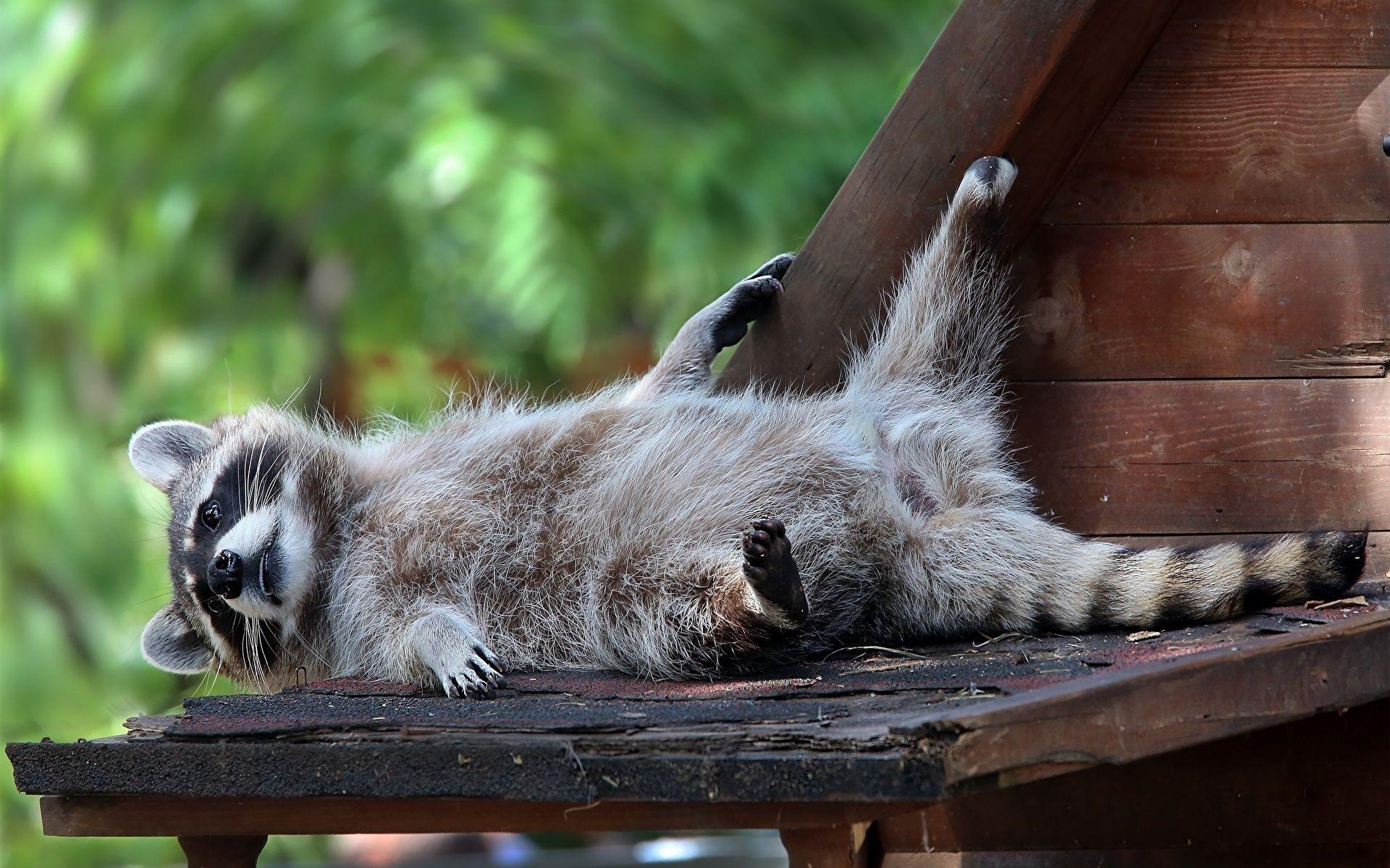 Wallpapers Raccoons Animals