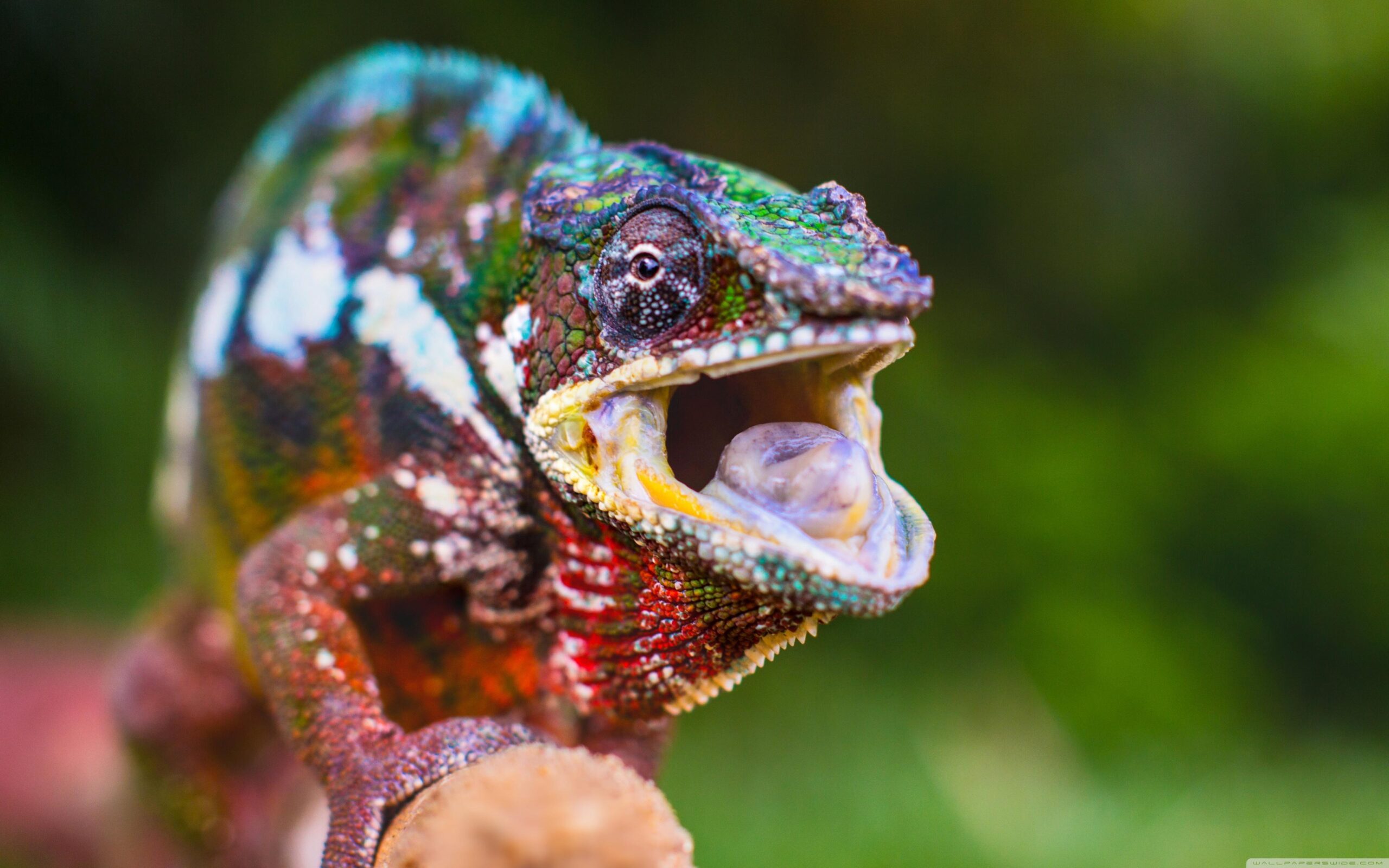 Chameleon Tongue ❤ 4K HD Desktop Wallpapers for 4K Ultra HD TV