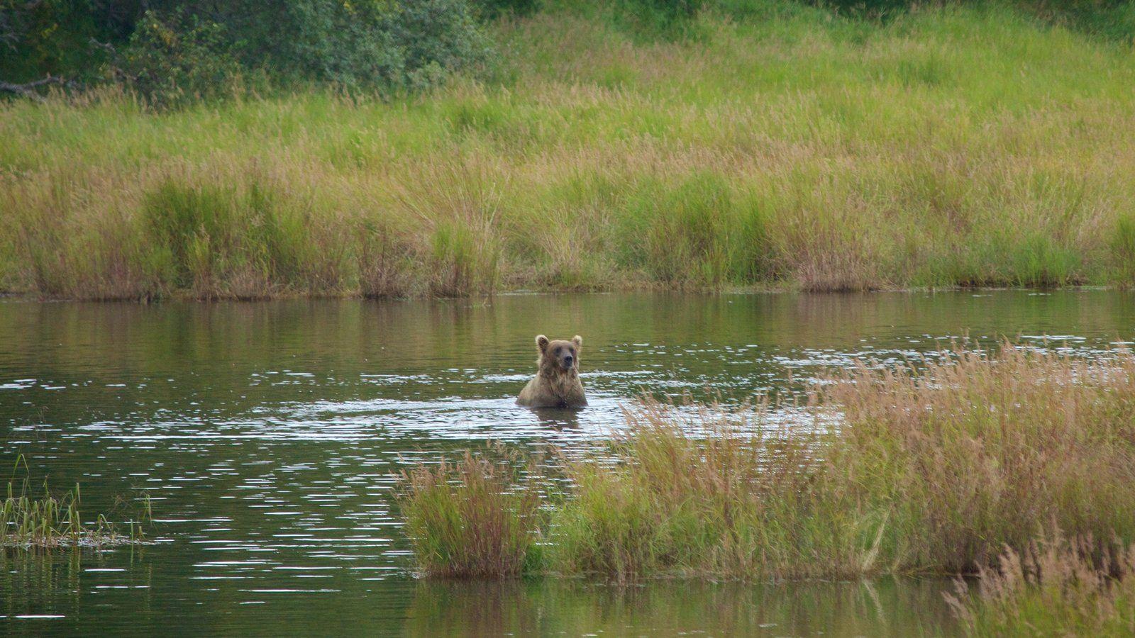 Animal Pictures: View Image of Katmai National Park and Preserve