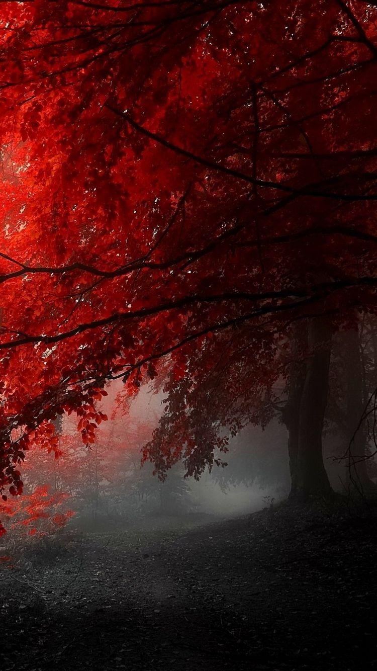 HD awesome red tree iphone 6 wallpapers