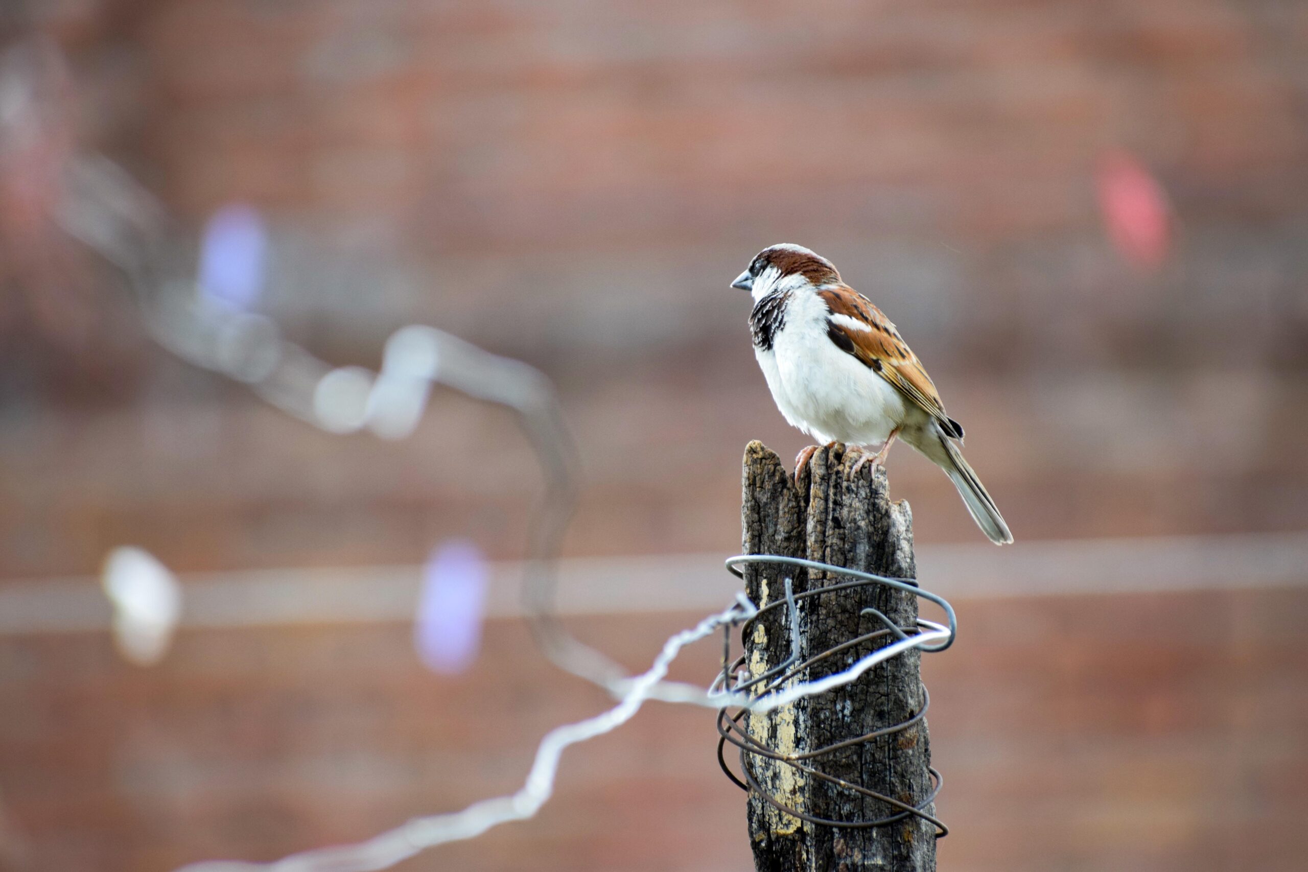 House Sparrow Pictures