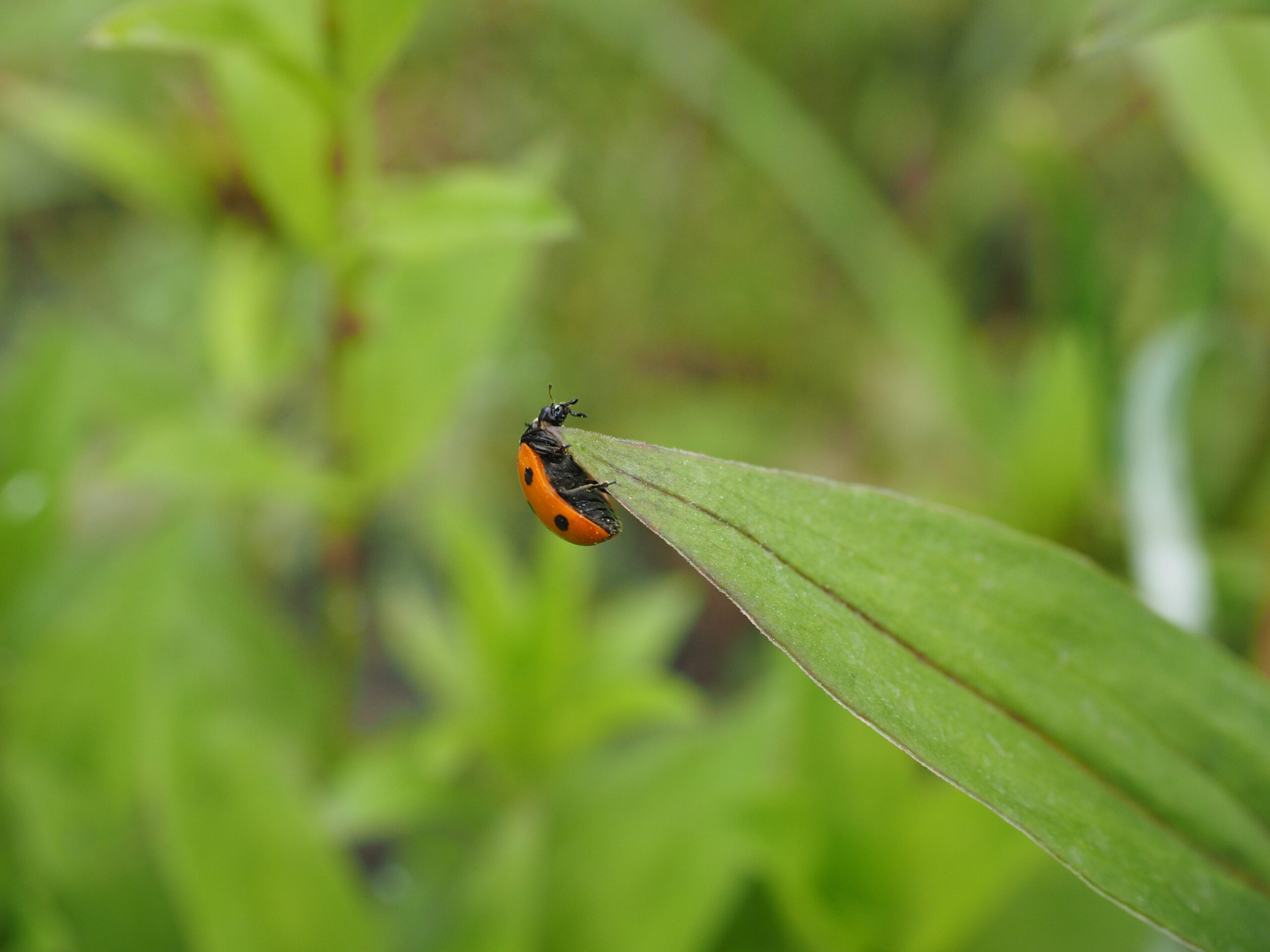 Elytron, Ladybug, Beetle, Coccinellidae, green color, animal themes