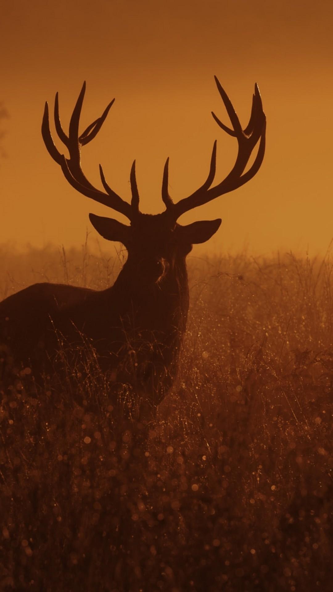 Download Deer, Sunset, Dusk Wallpapers for iPhone 8