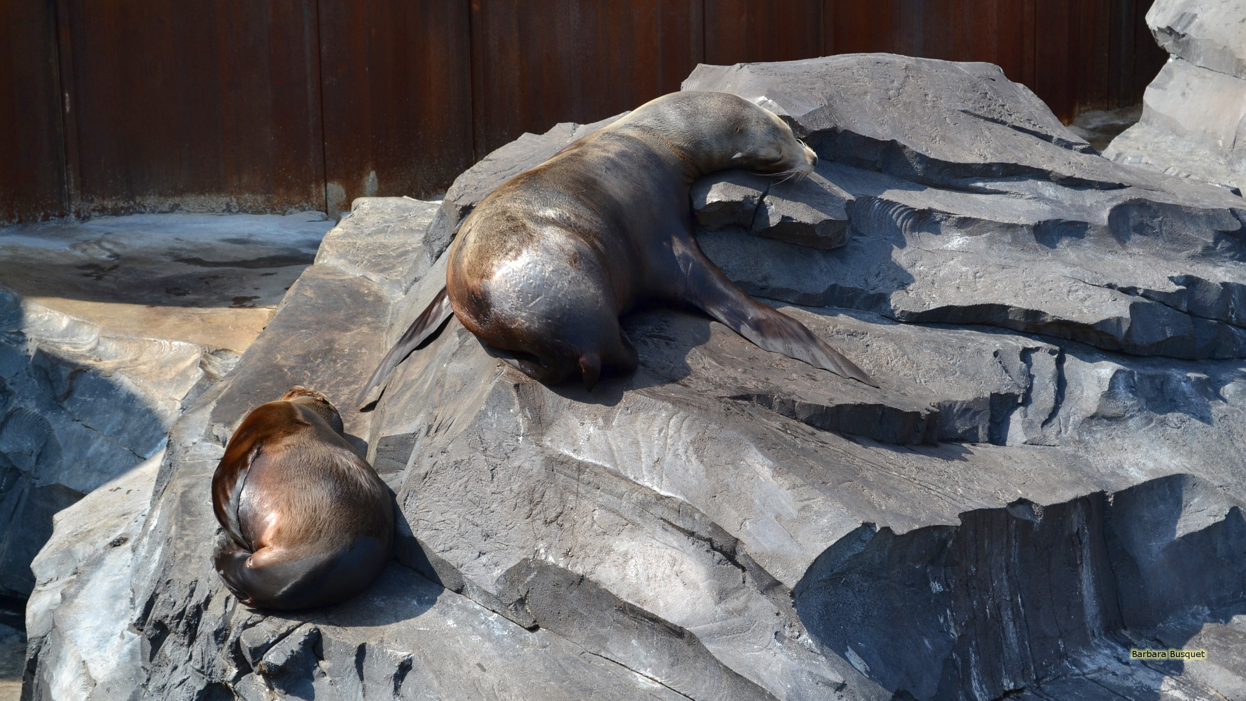 Sea lions on rock